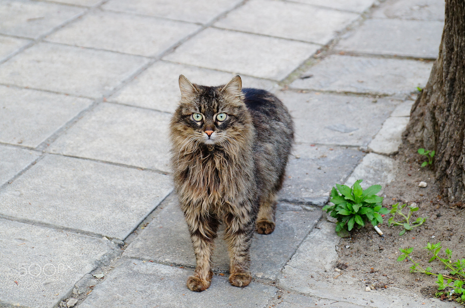 Sony DT 18-135mm F3.5-5.6 SAM sample photo. Street cat in varna photography