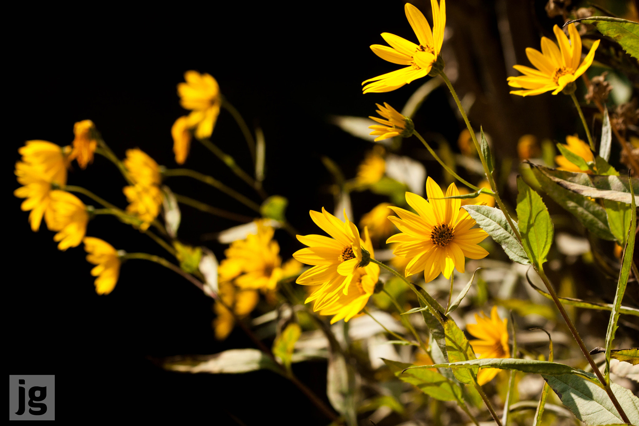 Canon EF 70-300mm F4-5.6 IS USM sample photo. Nodding in the sunshine photography