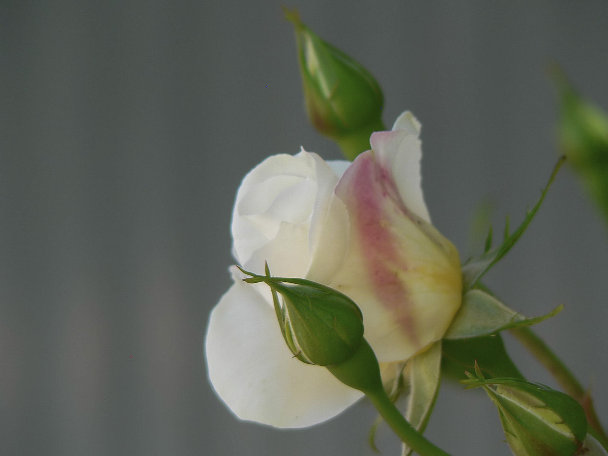 Panasonic DMC-FZ5 sample photo. White rose photography