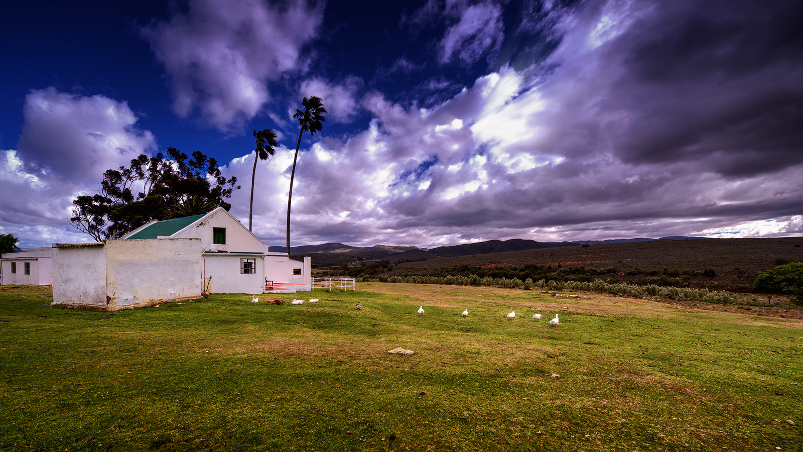 Nikon Df sample photo. 9 geese and 2 palms in the wind . . . photography