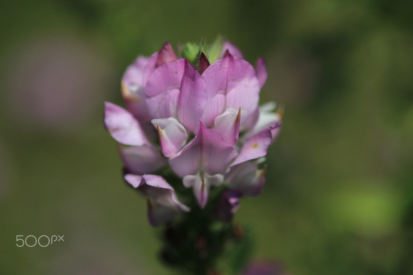 Sigma 105mm F2.8 EX DG OS HSM sample photo. Flower photography