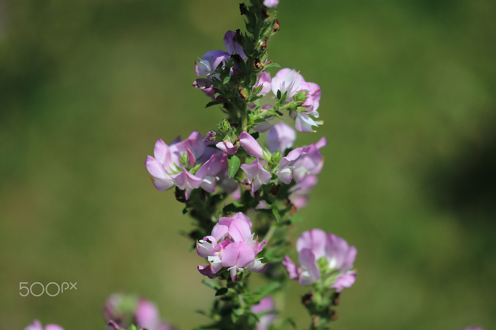 Sigma 105mm F2.8 EX DG OS HSM sample photo. Flower photography