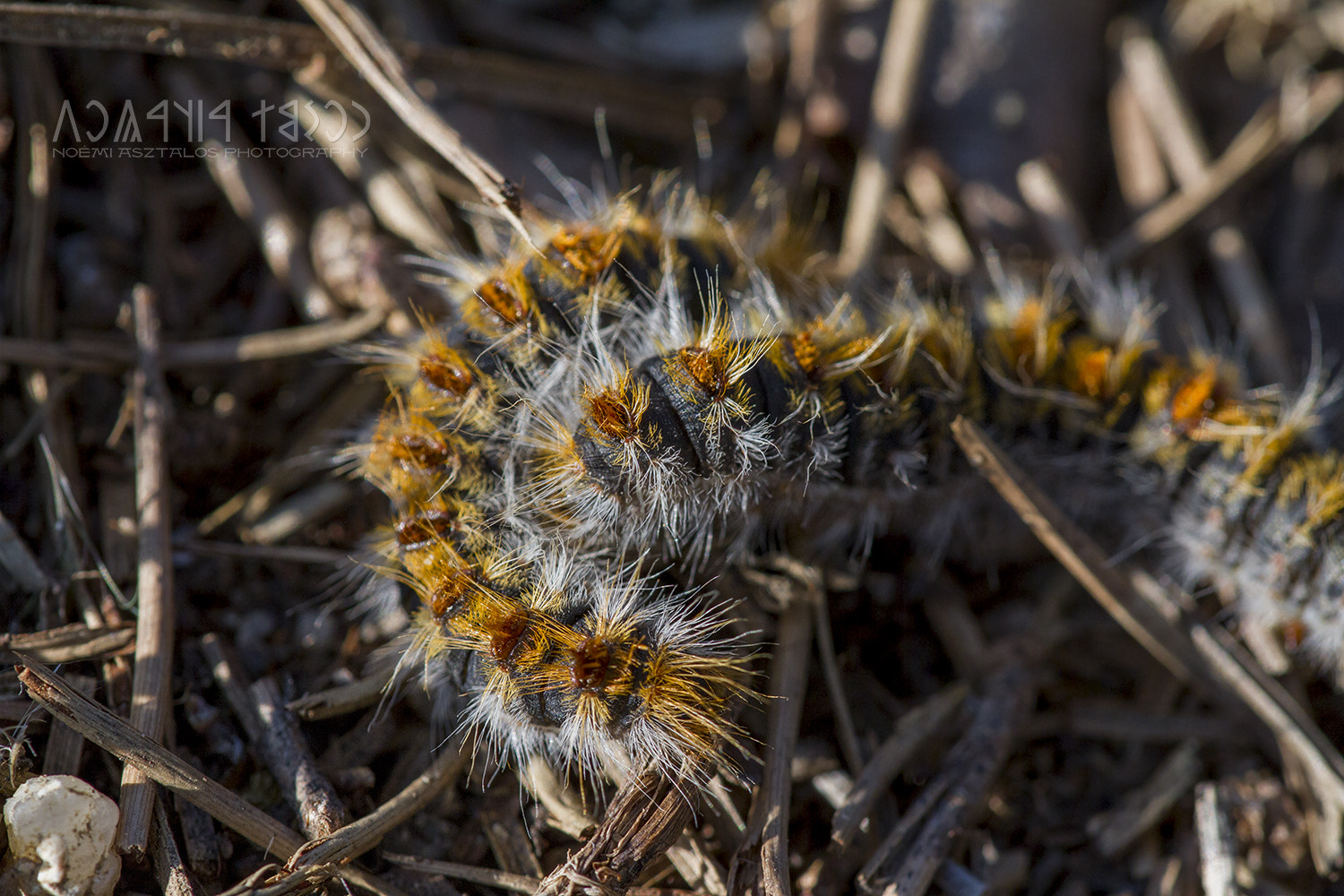 Canon EF 180mm F3.5L Macro USM sample photo. Together photography