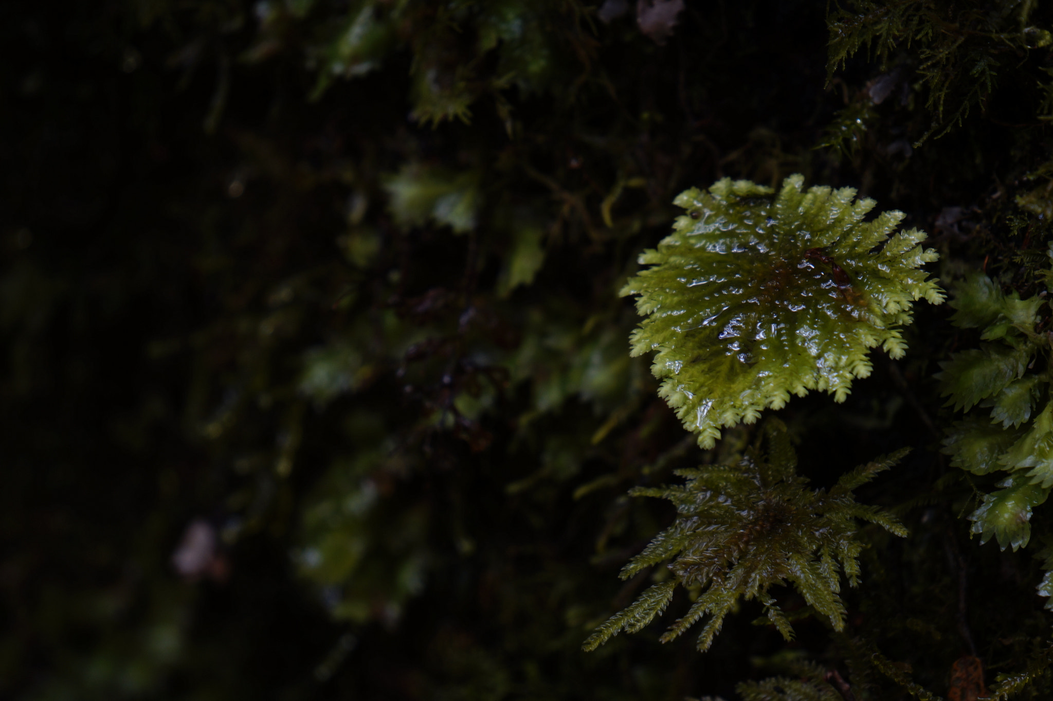 Sony E 55-210mm F4.5-6.3 OSS sample photo. Fern umbrella photography