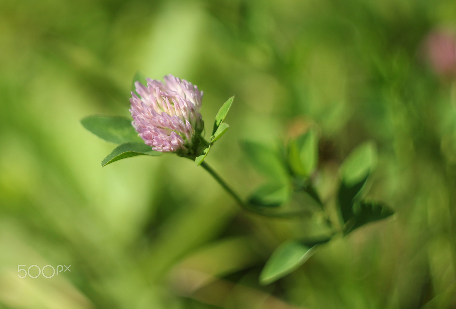 Canon EF 35-80mm f/4-5.6 sample photo
