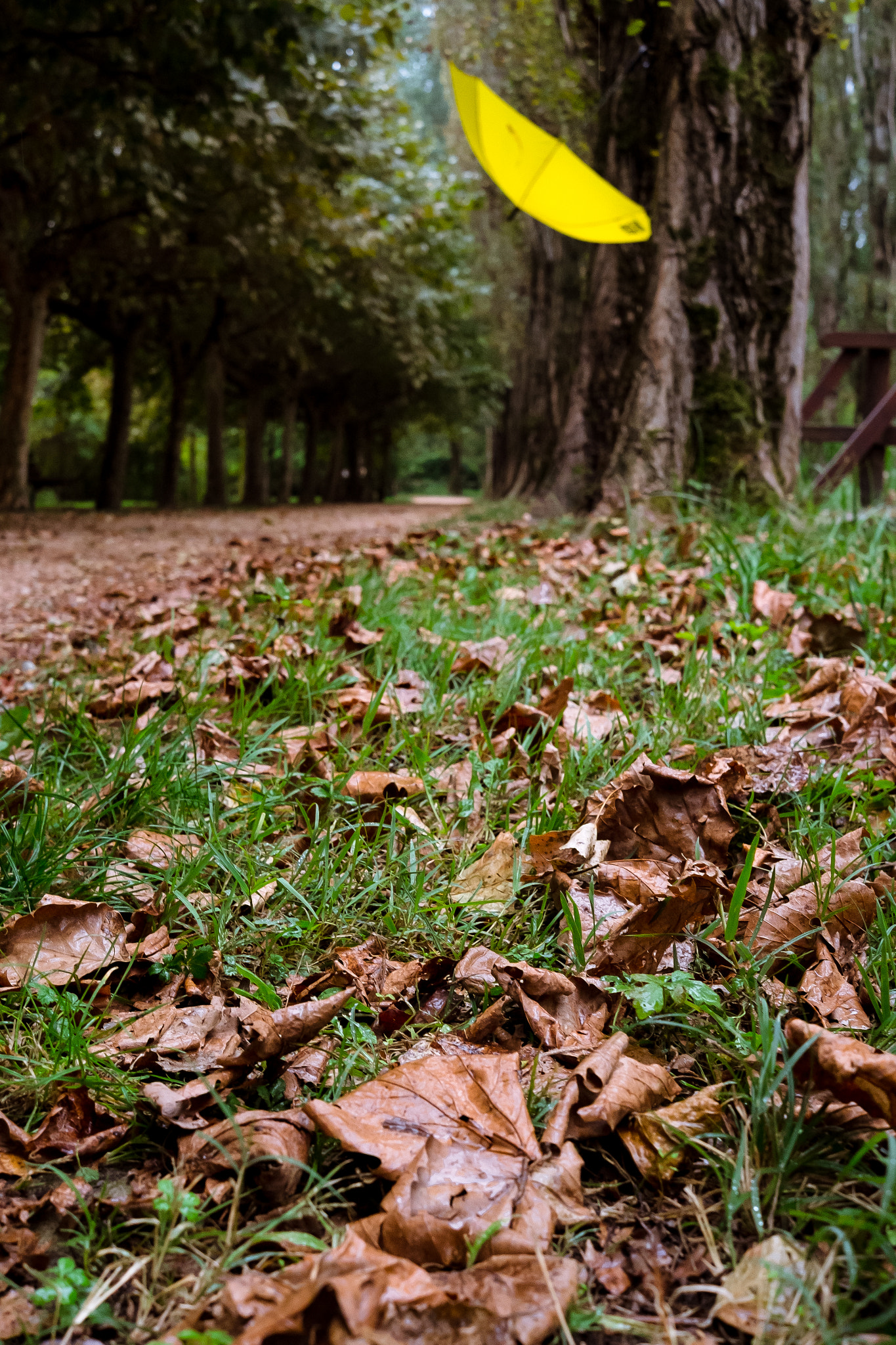 Fujifilm X-Pro1 + Fujifilm XF 27mm F2.8 sample photo. Leaves and nature photography