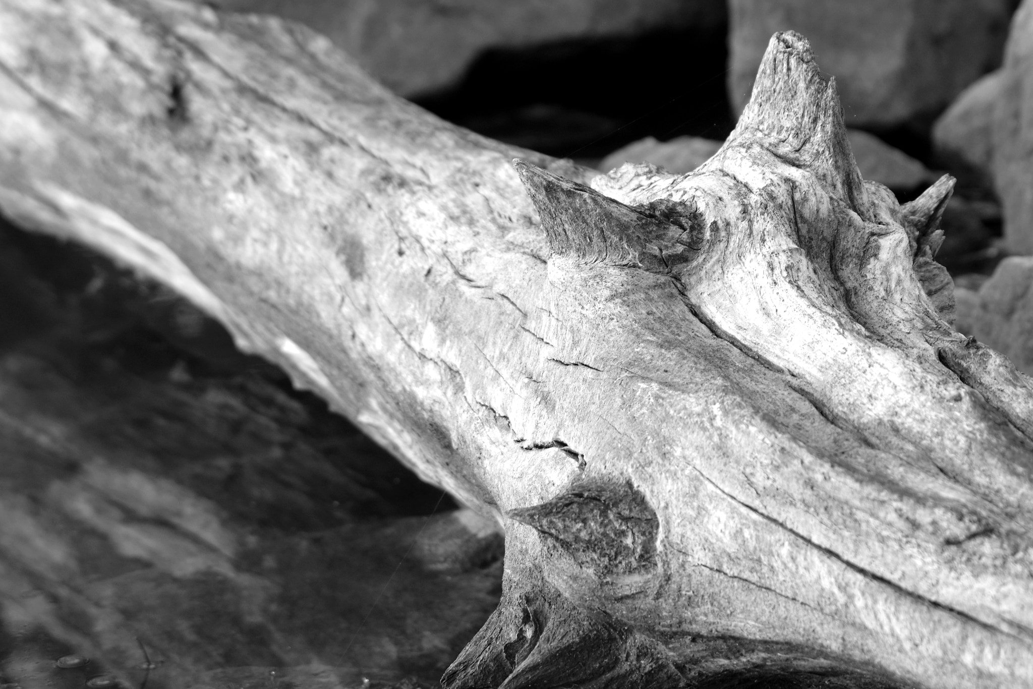 Samsung/Schneider D-XENON 50-200mm F4-5.6 ED sample photo. Root horns - alternate photography