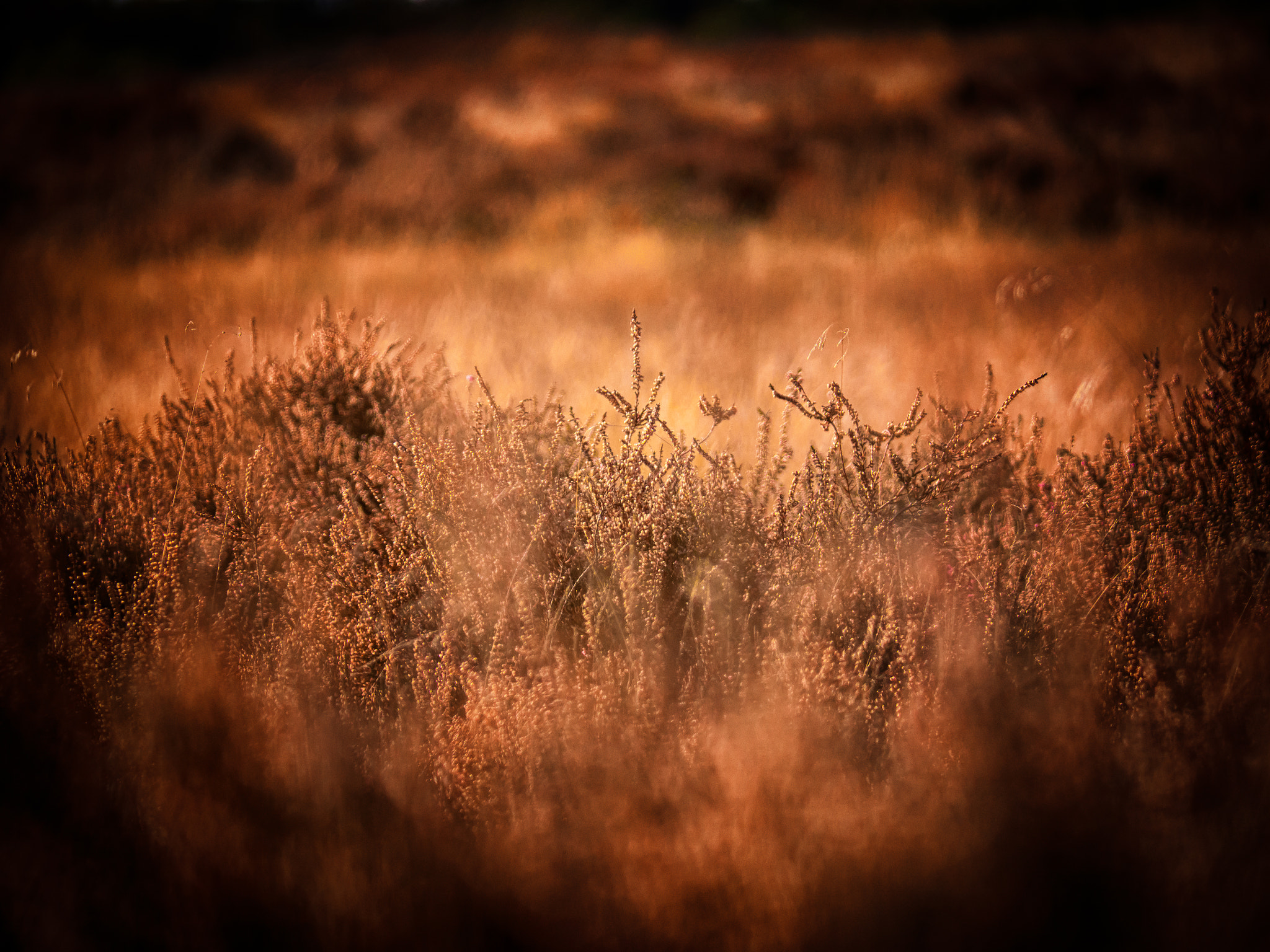 Olympus OM-D E-M10 + Panasonic Lumix G Vario 45-200mm F4-5.6 OIS sample photo. Dreamy moors.. photography