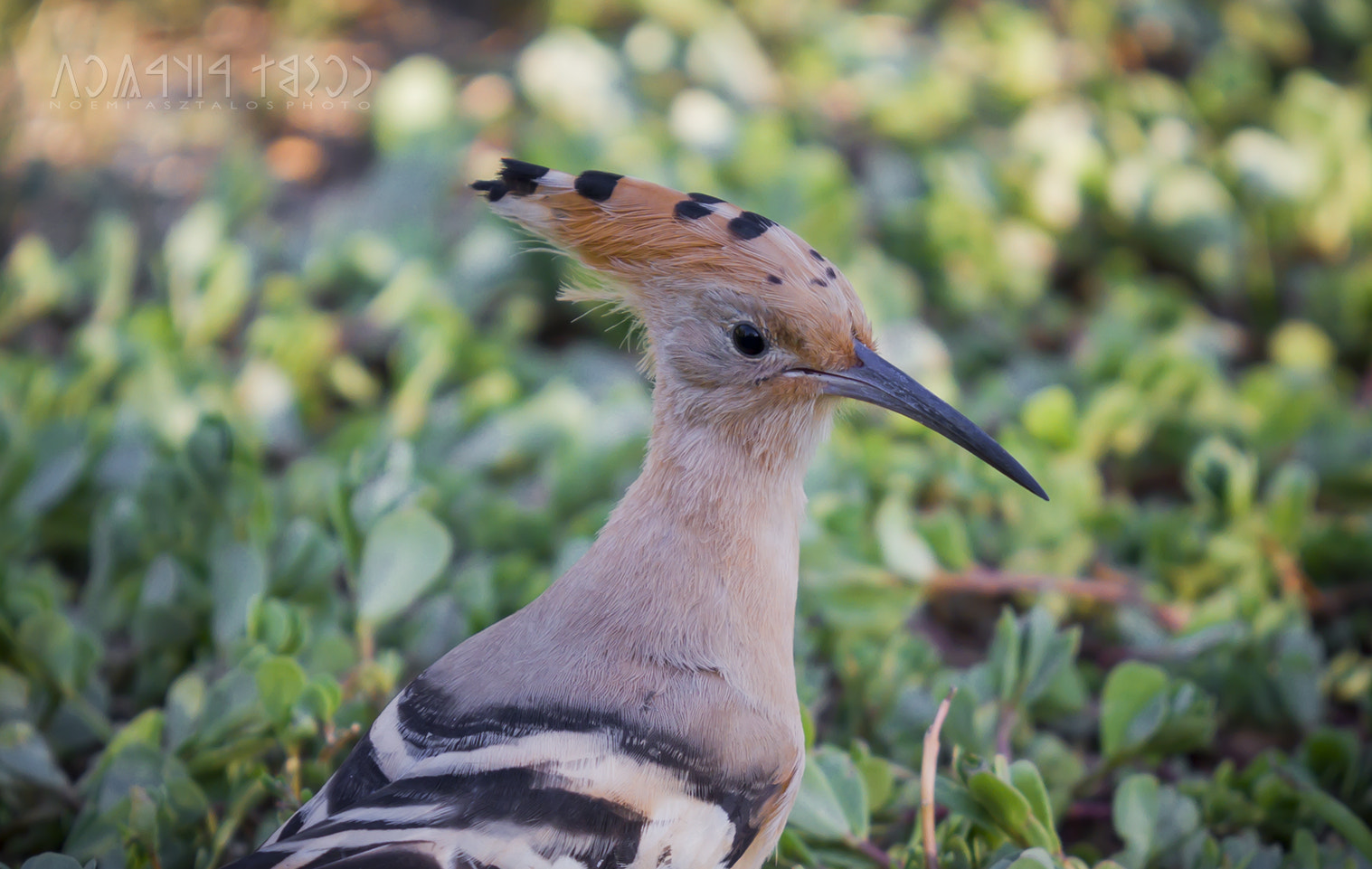 Canon EF 180mm F3.5L Macro USM sample photo. Upupa epops photography