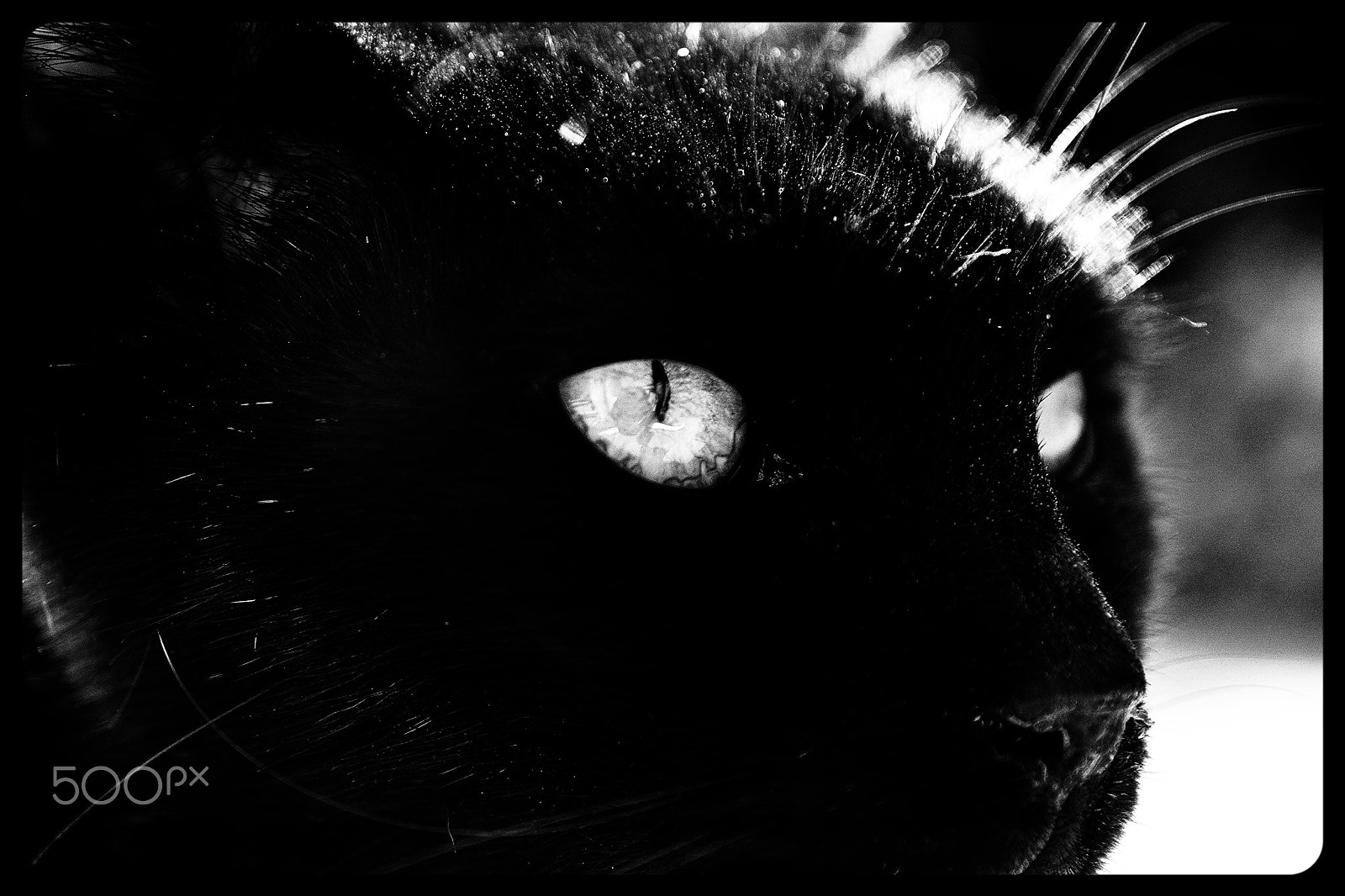 Sigma 17-70mm F2.8-4.5 DC Macro Asp. IF sample photo. Fiera come una pantera photography