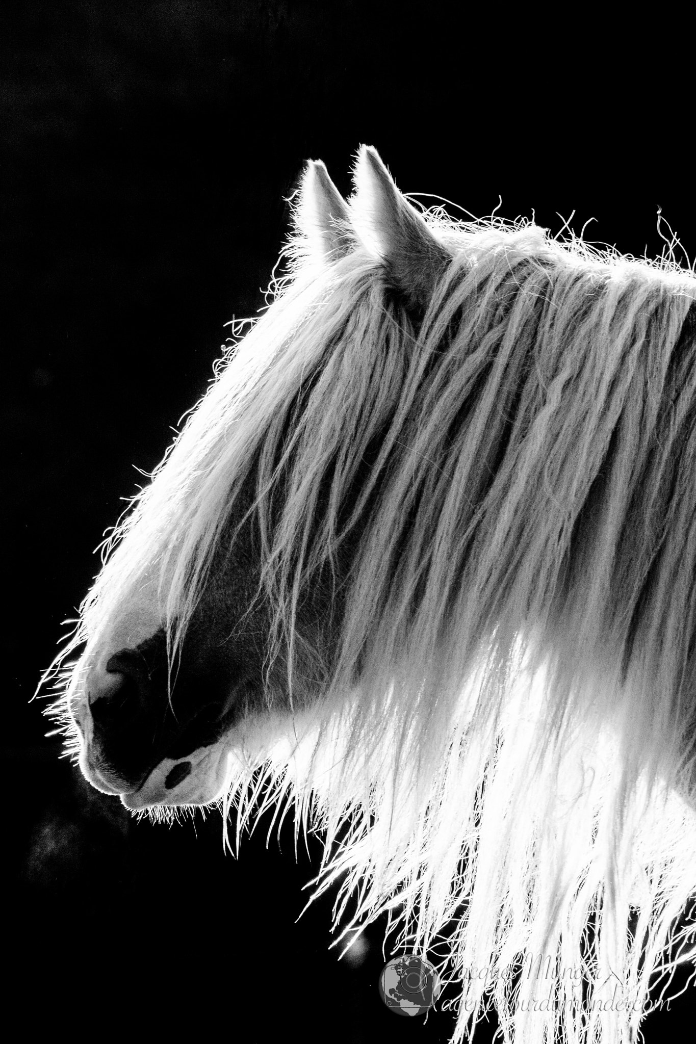 Canon EOS-1D Mark III sample photo. Lesgitansdamerique.com/ photography
