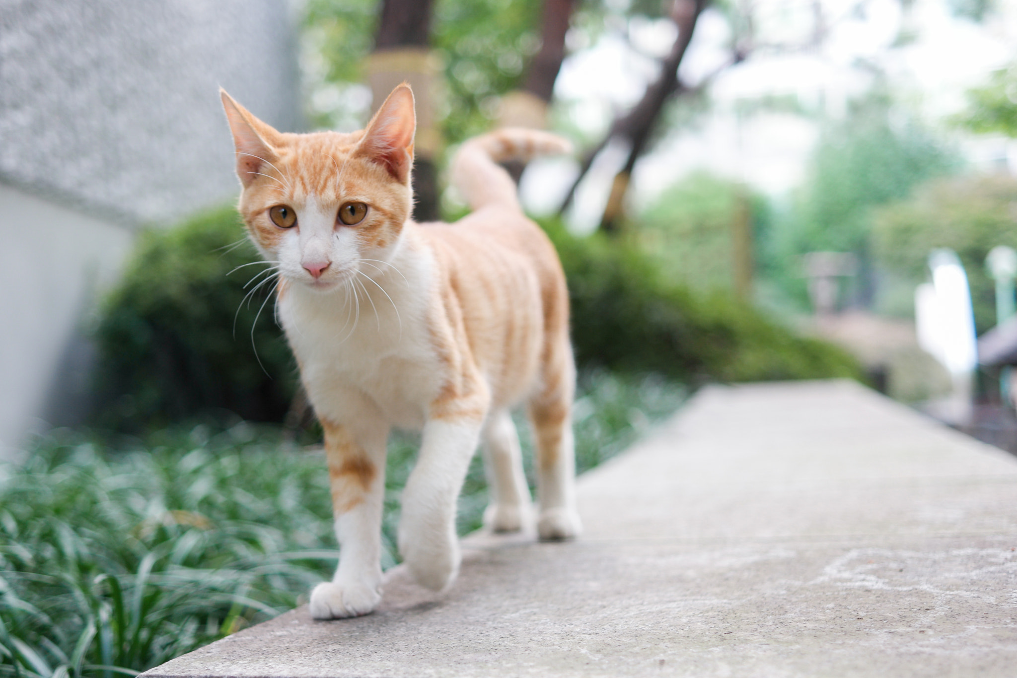 NX 30mm F2 sample photo. Cat walking photography