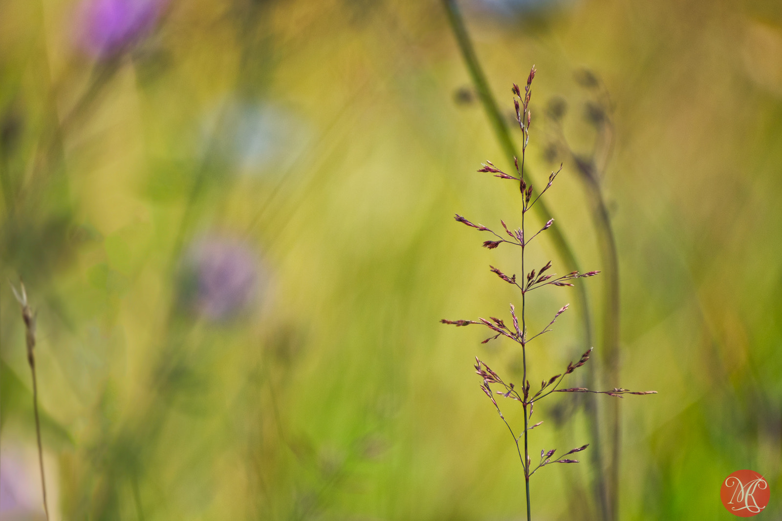 Fujifilm XF 100-400mm F4.5-5.6 R LM OIS WR sample photo. Summer in the rockies photography
