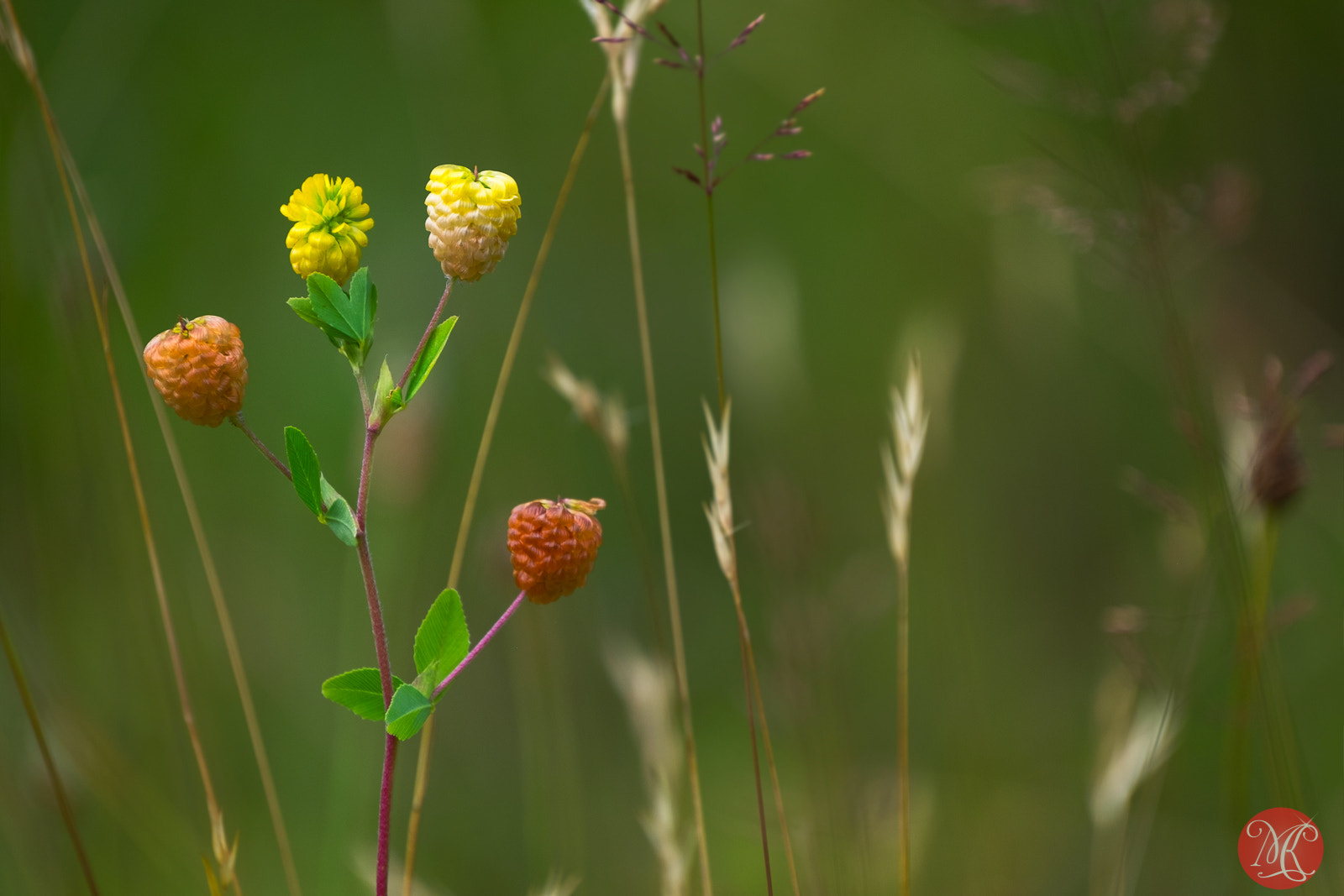 Fujifilm XF 100-400mm F4.5-5.6 R LM OIS WR sample photo. Summer in the rockies 5 photography