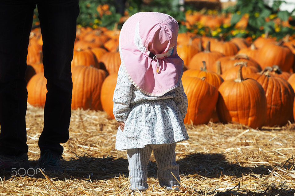 Olympus OM-D E-M5 II sample photo. So many pumpkins, so small i am photography