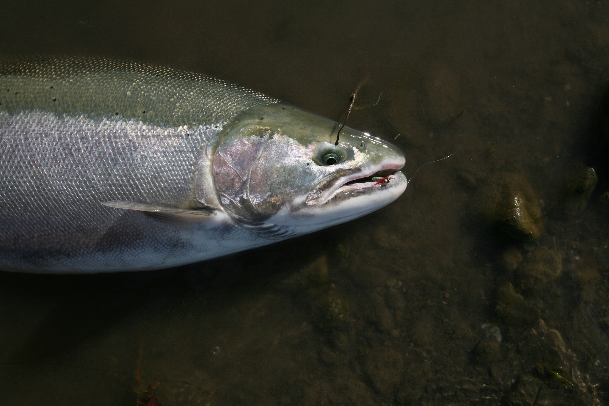 Canon EOS 5D + Canon EF 17-35mm f/2.8L sample photo. Winter steelhead fishing photography