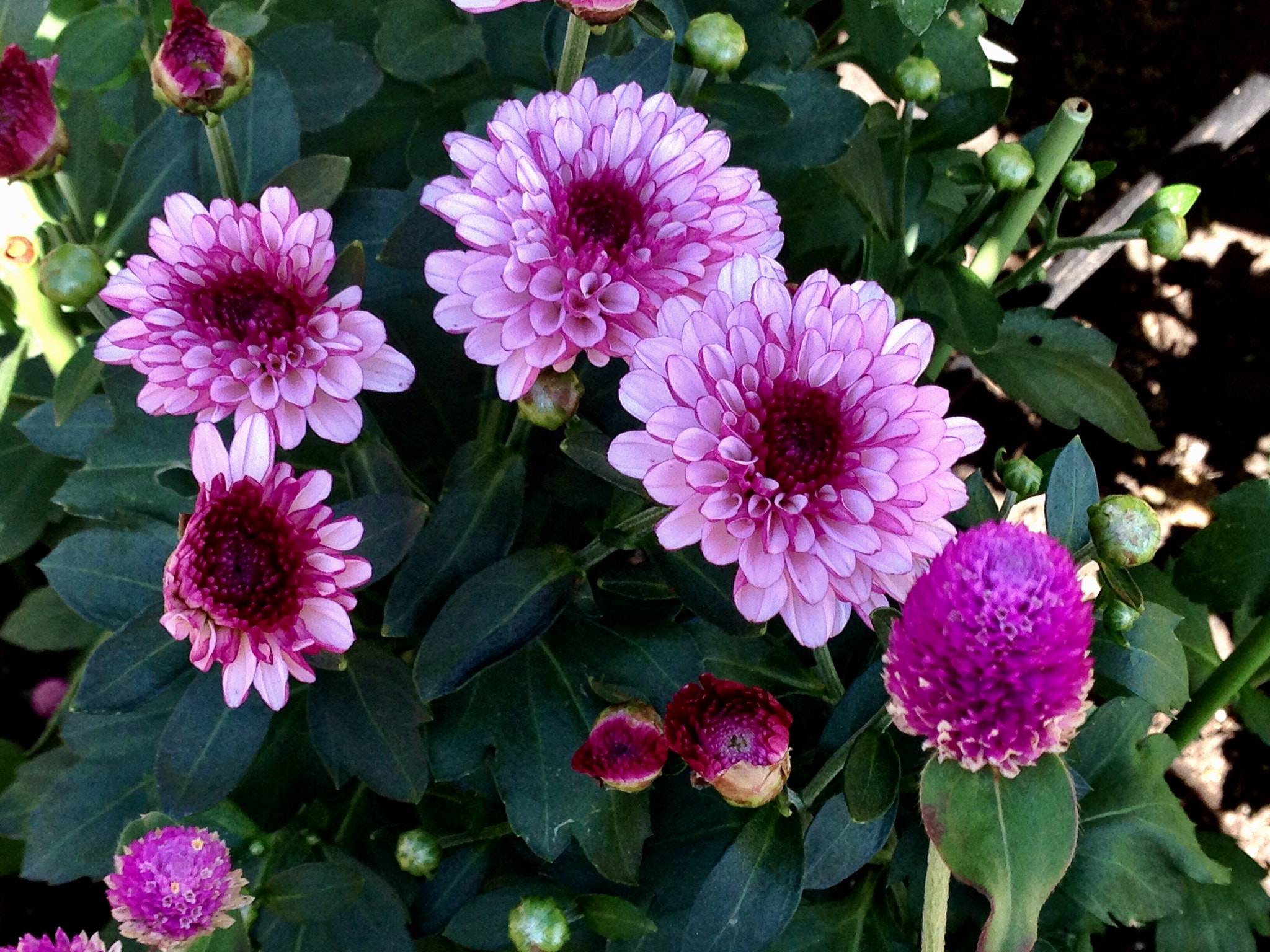 Apple iPhone5,2 sample photo. Dahlia 大丽花 photography