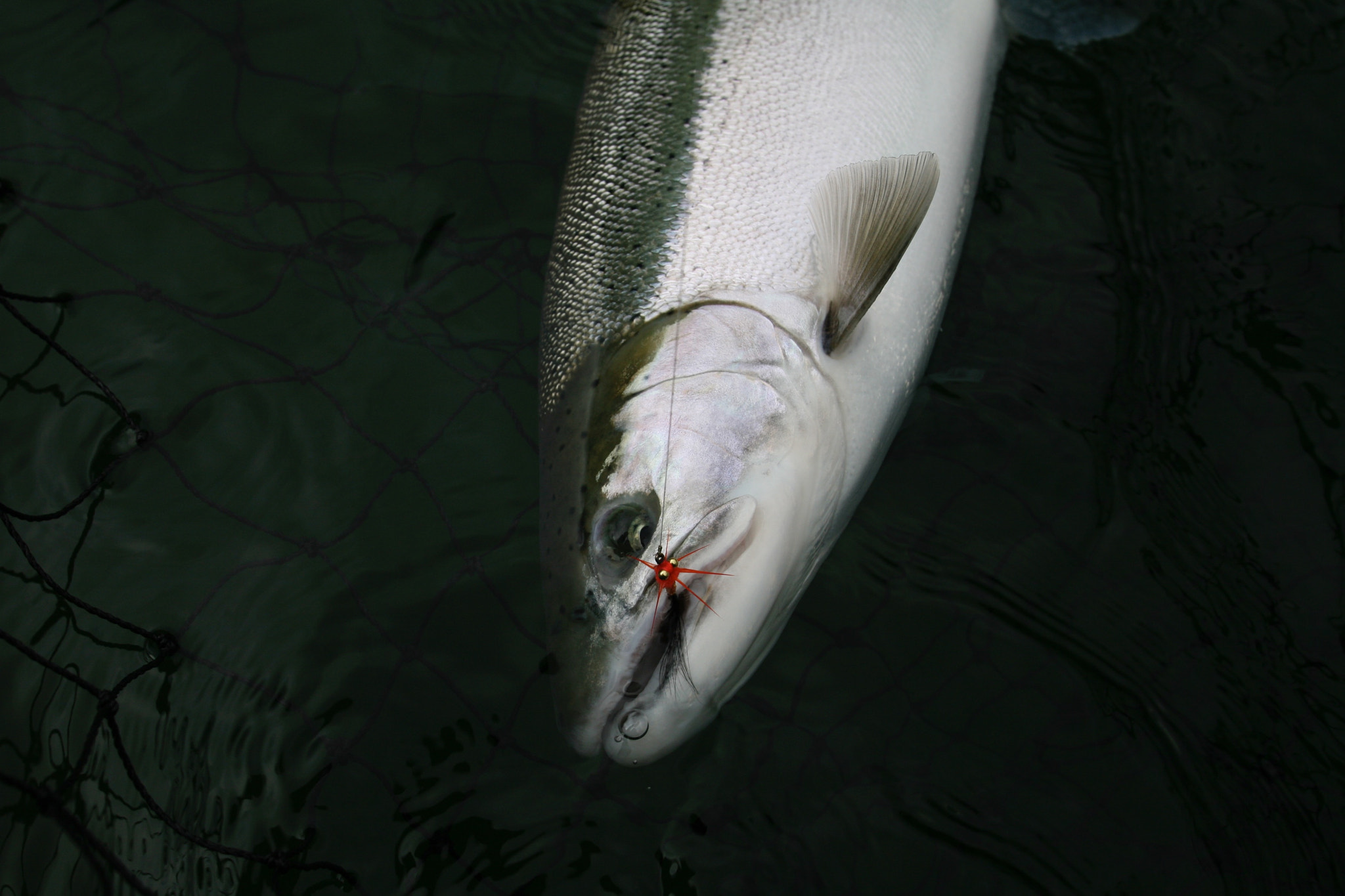 Canon EOS 5D + Canon EF 17-35mm f/2.8L sample photo. Winter steelhead photography