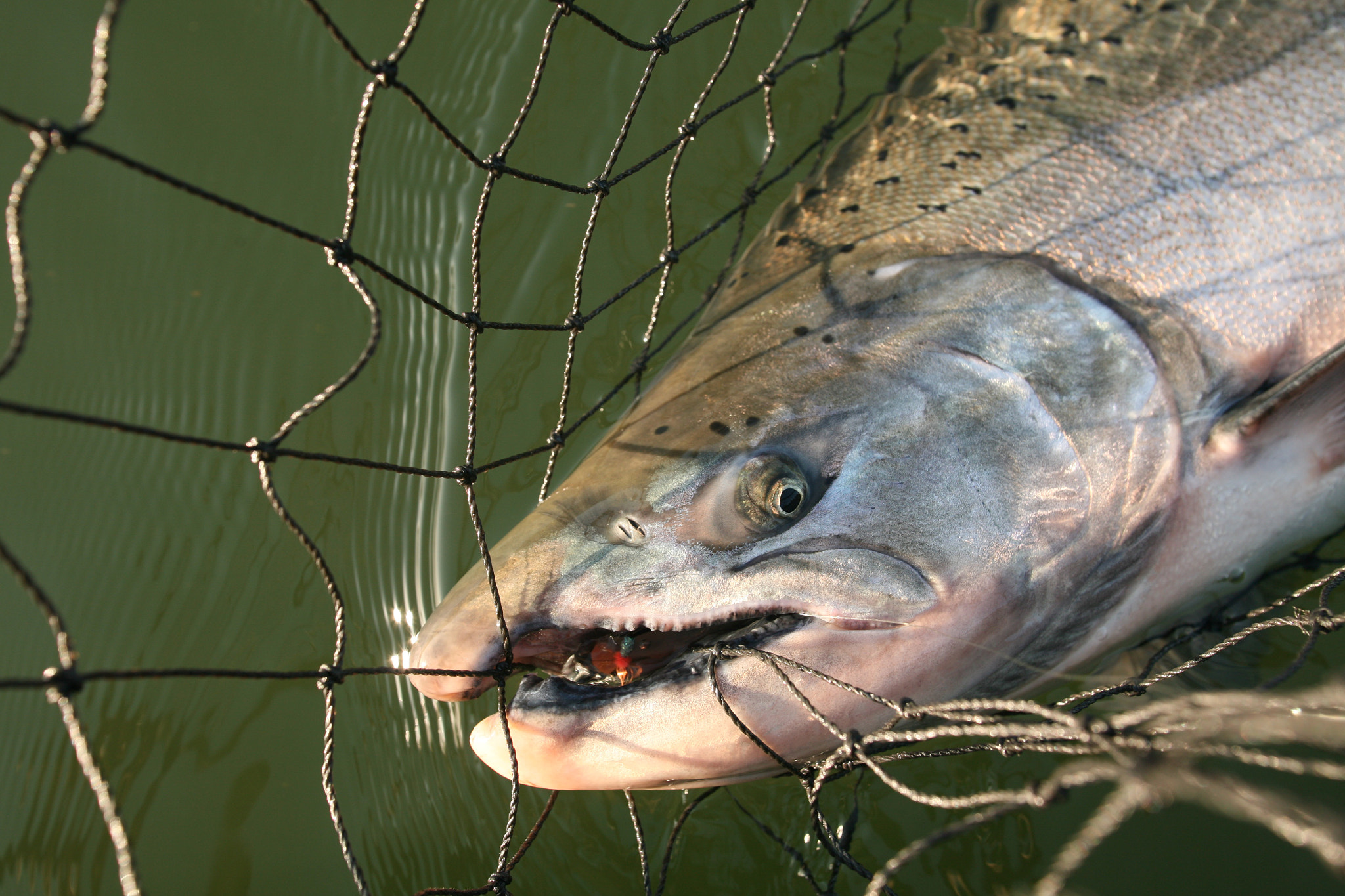 Canon EOS 5D + Canon EF 17-35mm f/2.8L sample photo. King salmon photography