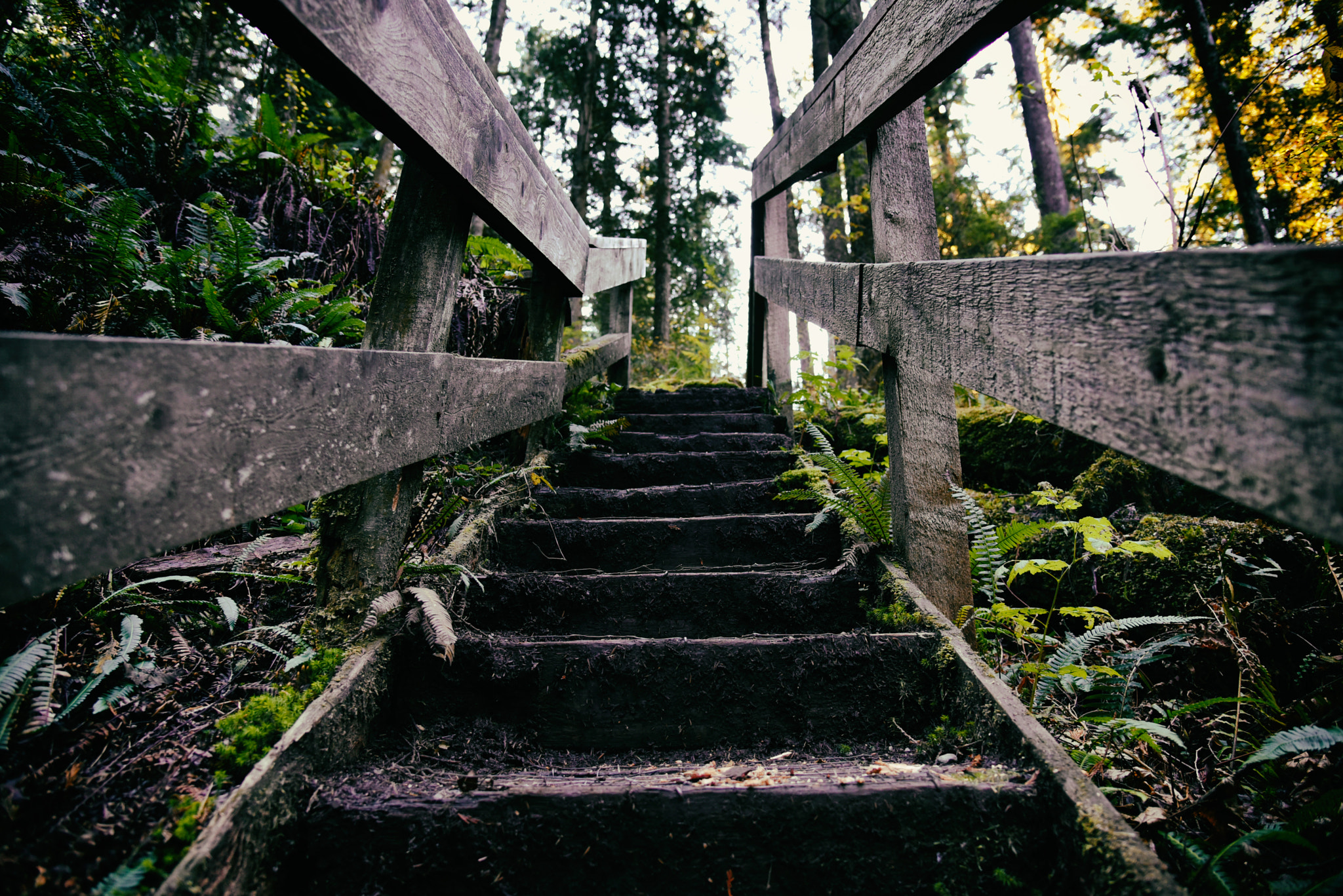 Sigma 17-50mm F2.8 EX DC OS HSM sample photo. Stairs into the forest photography
