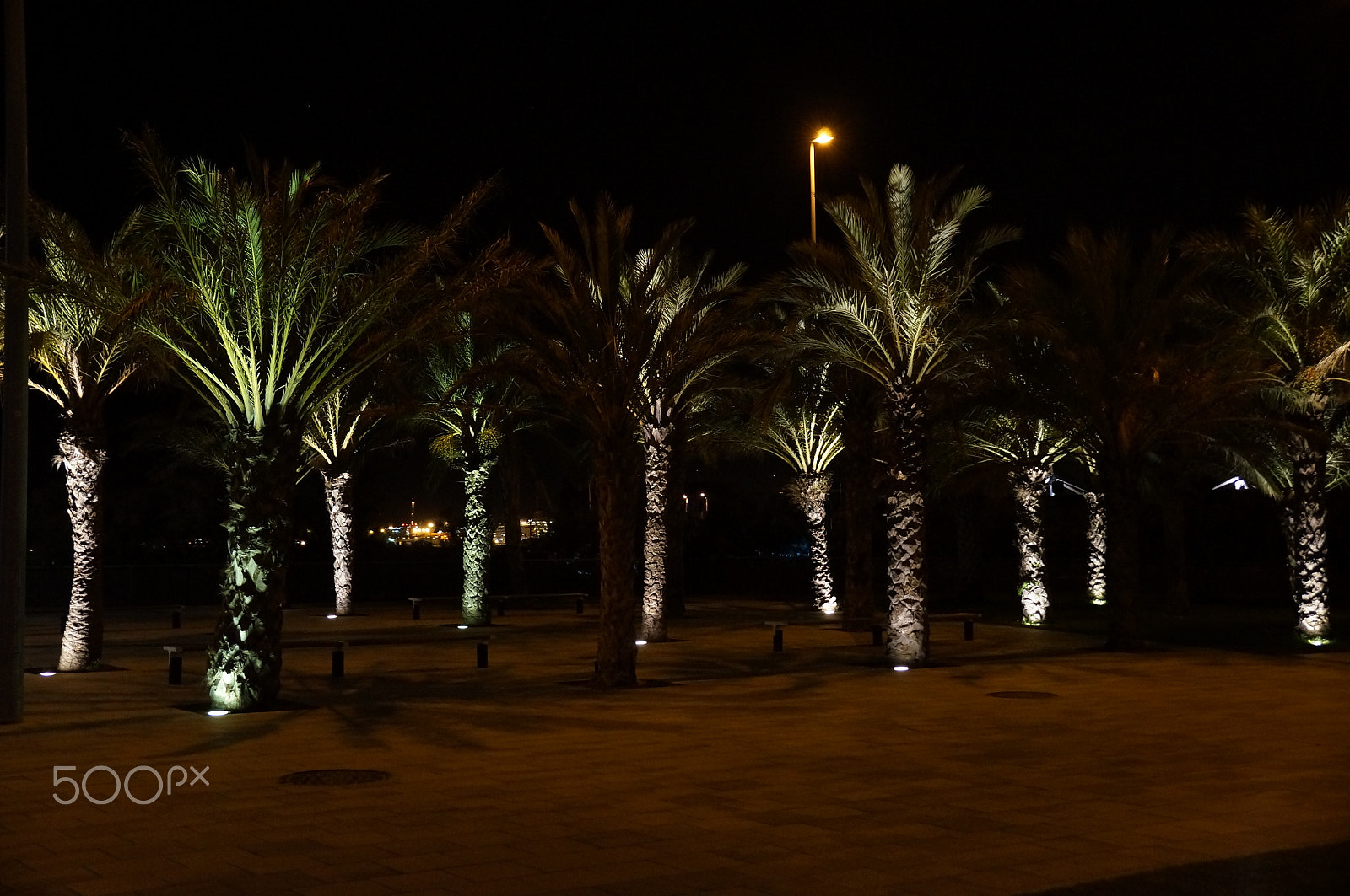 Sony DT 18-135mm F3.5-5.6 SAM sample photo. Night palm trees photography
