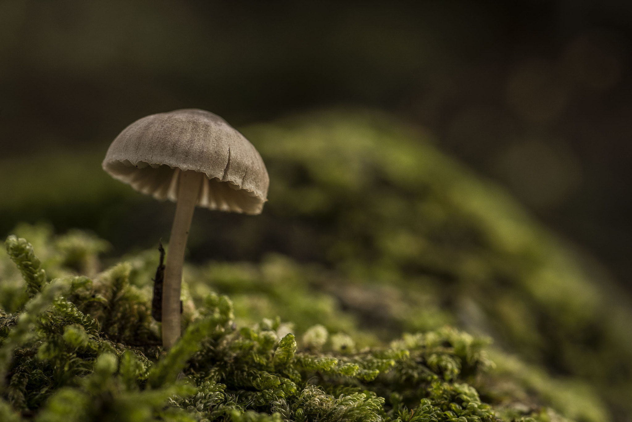 Tamron SP AF 90mm F2.8 Di Macro sample photo. Mushroom photography