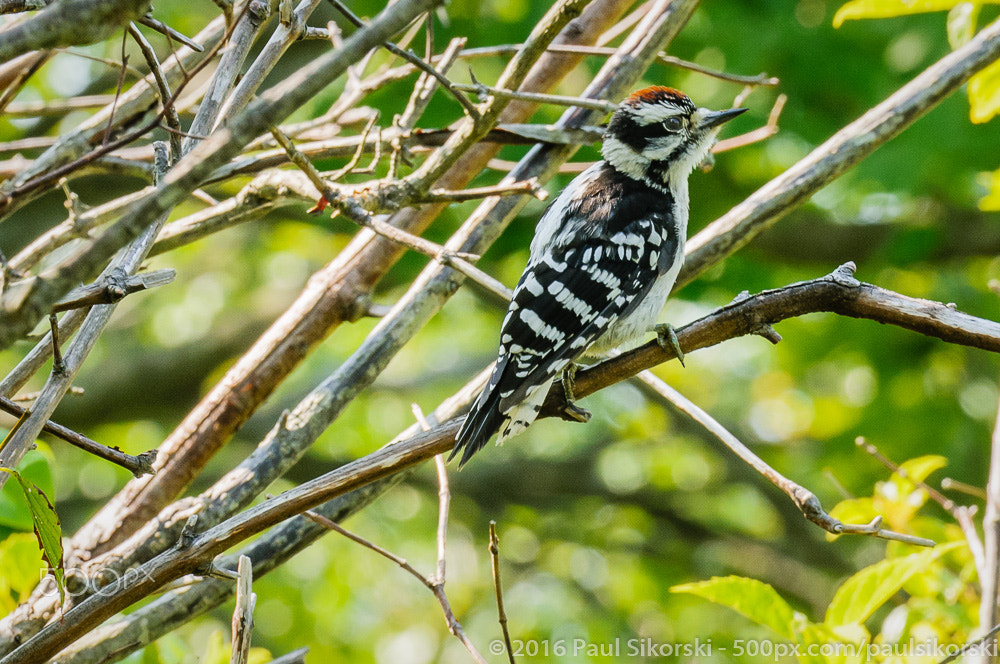 Nikon AF-S Nikkor 70-200mm F2.8G ED VR II sample photo. Downy woodpecker on branch photography