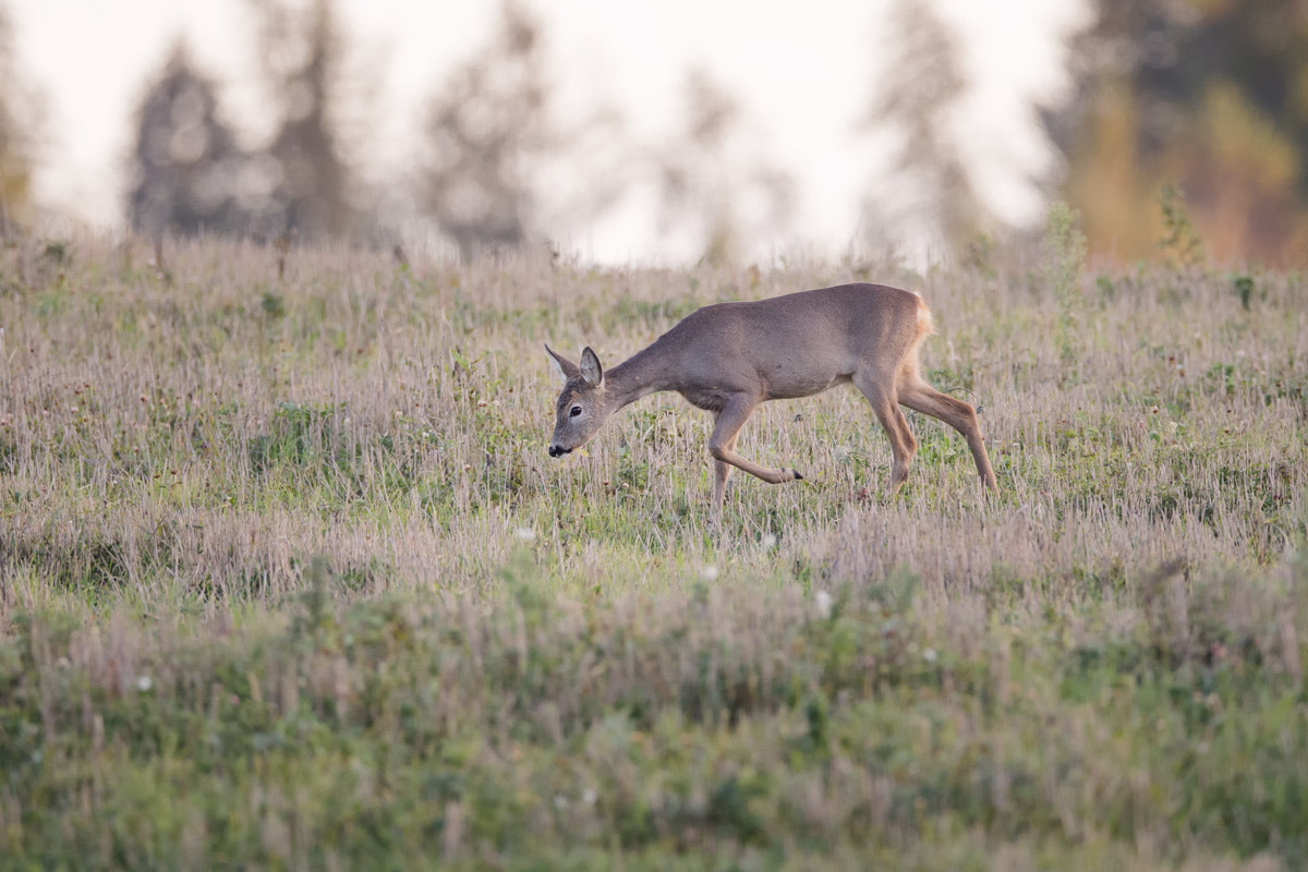 Canon EOS-1D X + Canon EF 400mm F2.8L IS II USM sample photo. Roe deer photography