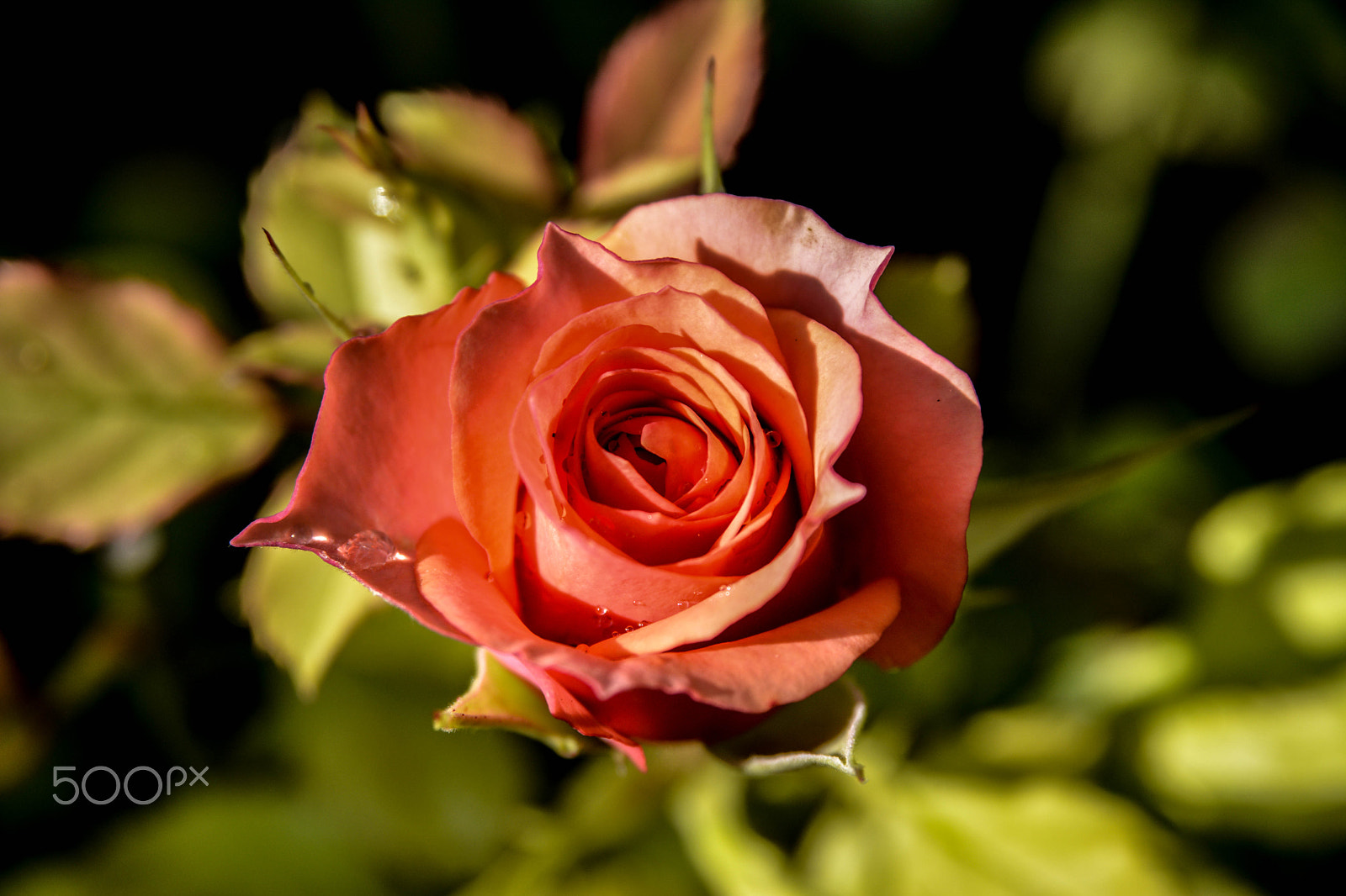 Sigma 17-70mm F2.8-4.5 DC Macro Asp. IF sample photo. Rosa photography