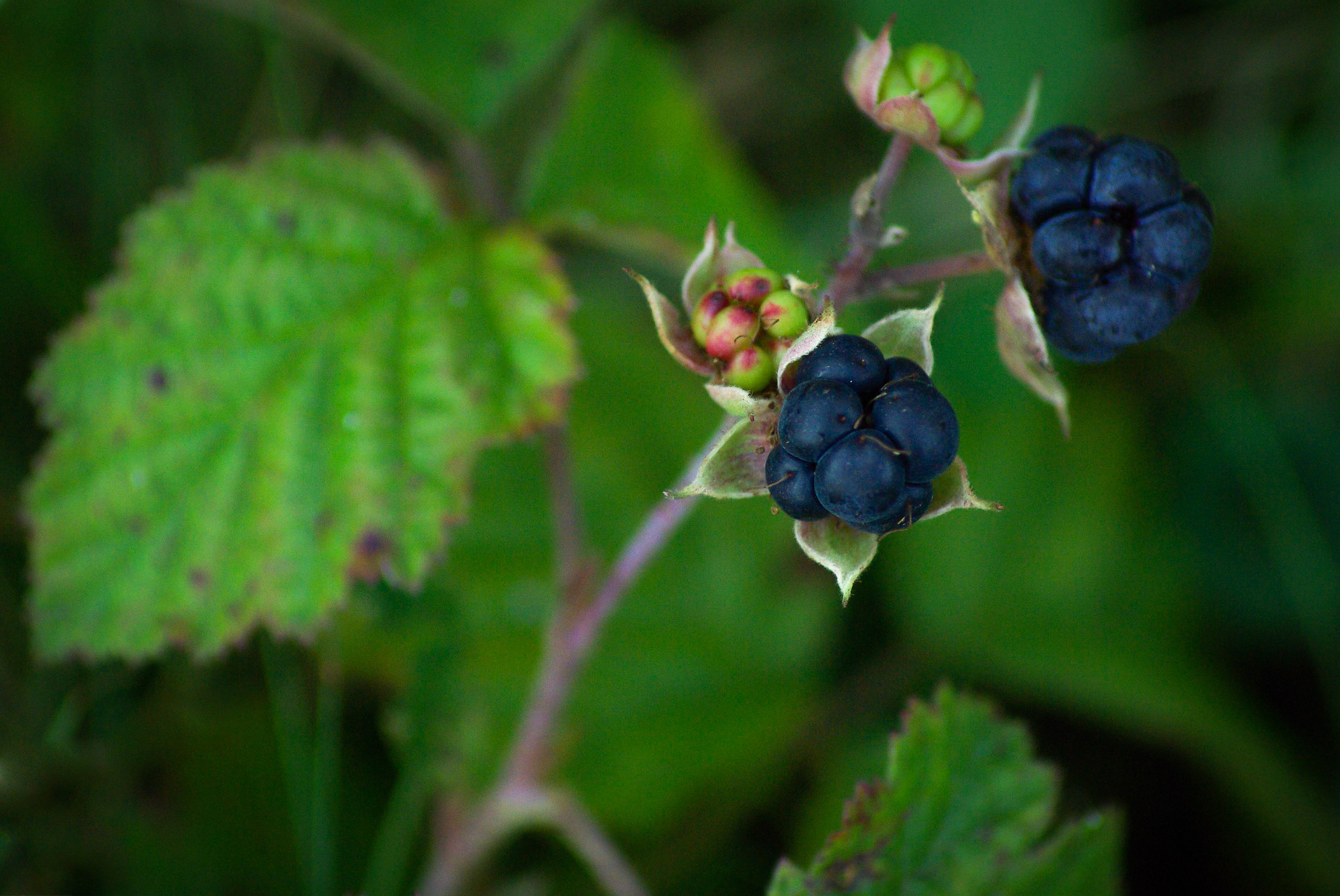 Pentax K10D sample photo. Dewberries, little treats for birds and hikers photography