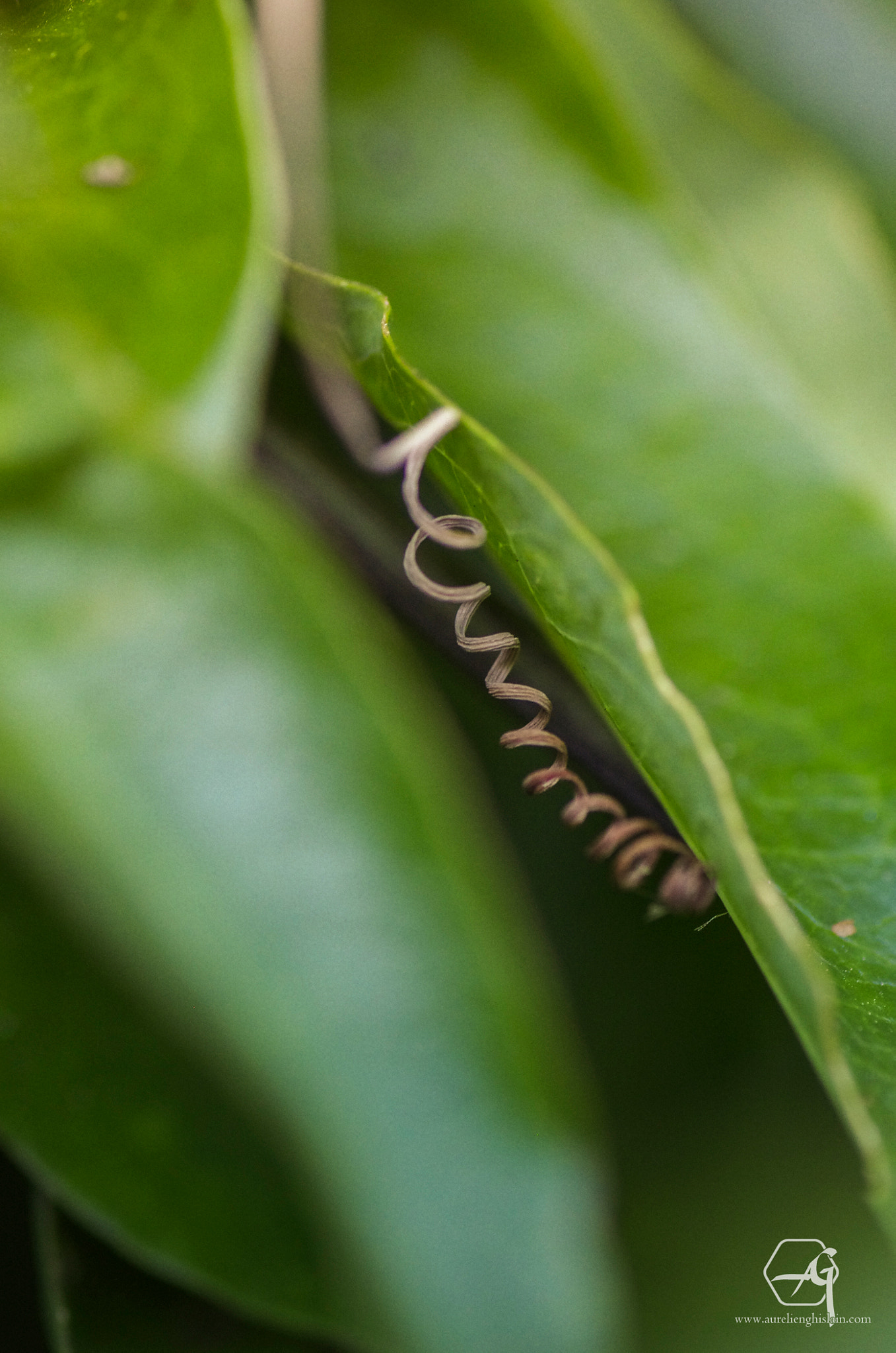 Pentax K-5 + Tamron SP AF 90mm F2.8 Di Macro sample photo. Spirale photography