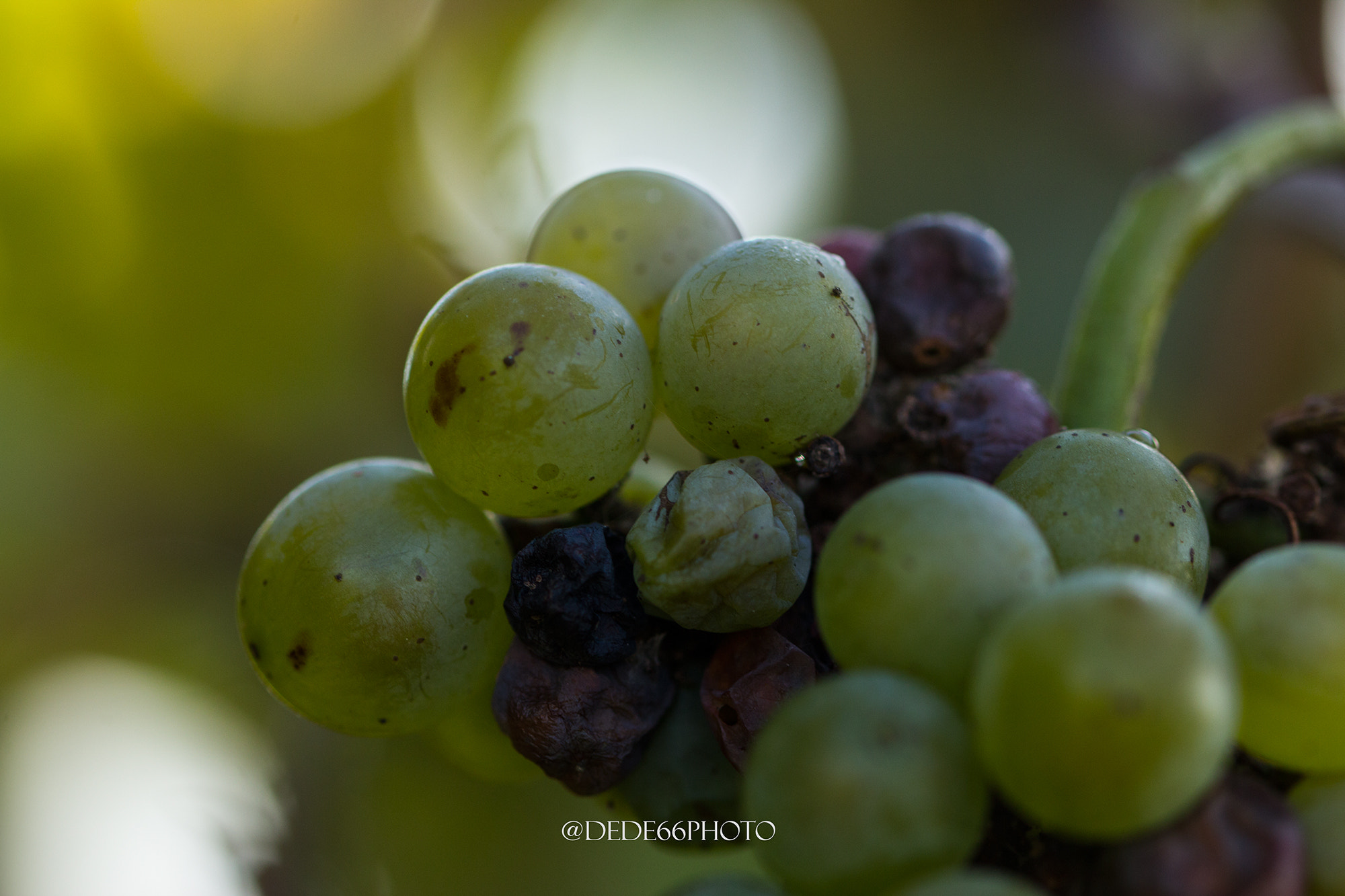 Sigma 105mm F2.8 EX DG OS HSM sample photo. L' ultima uva-the last grape photography