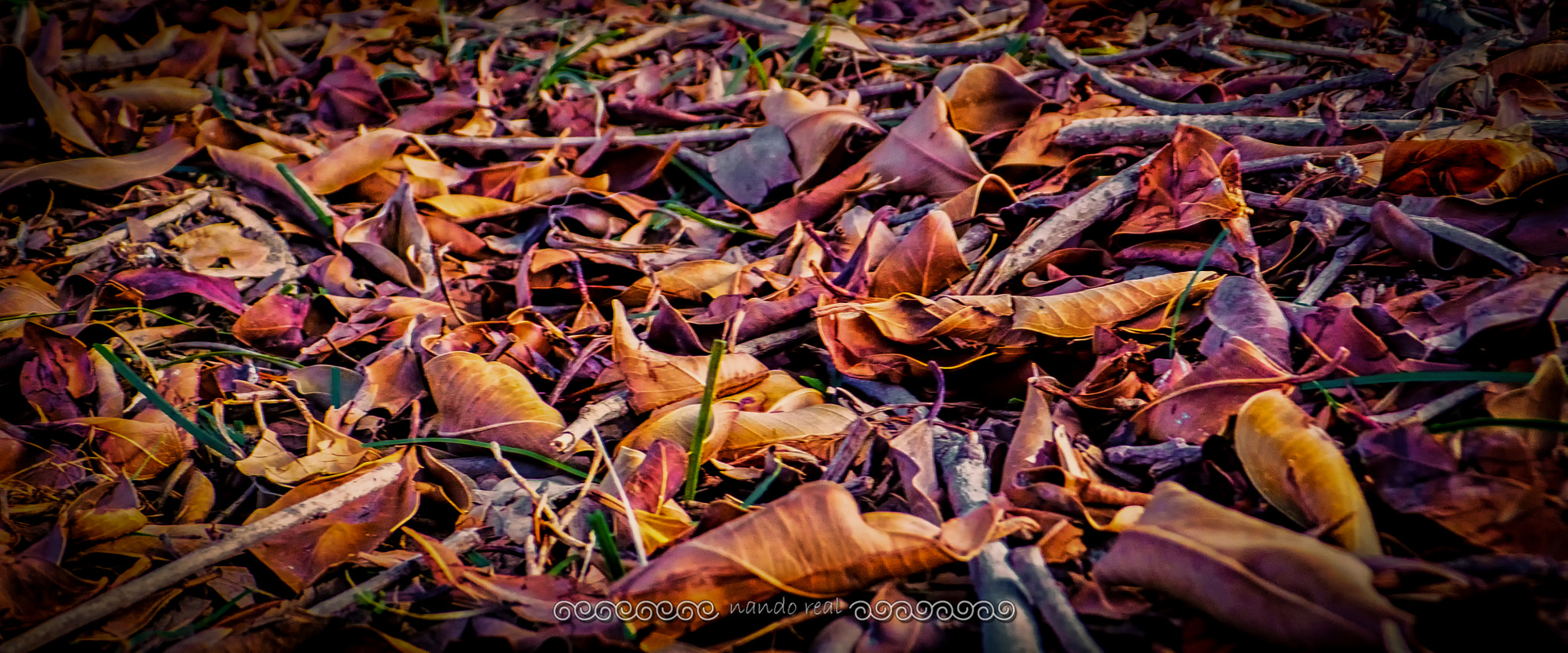 Fujifilm FinePix F770EXR (FinePix F775EXR) sample photo. Fall leaves photography