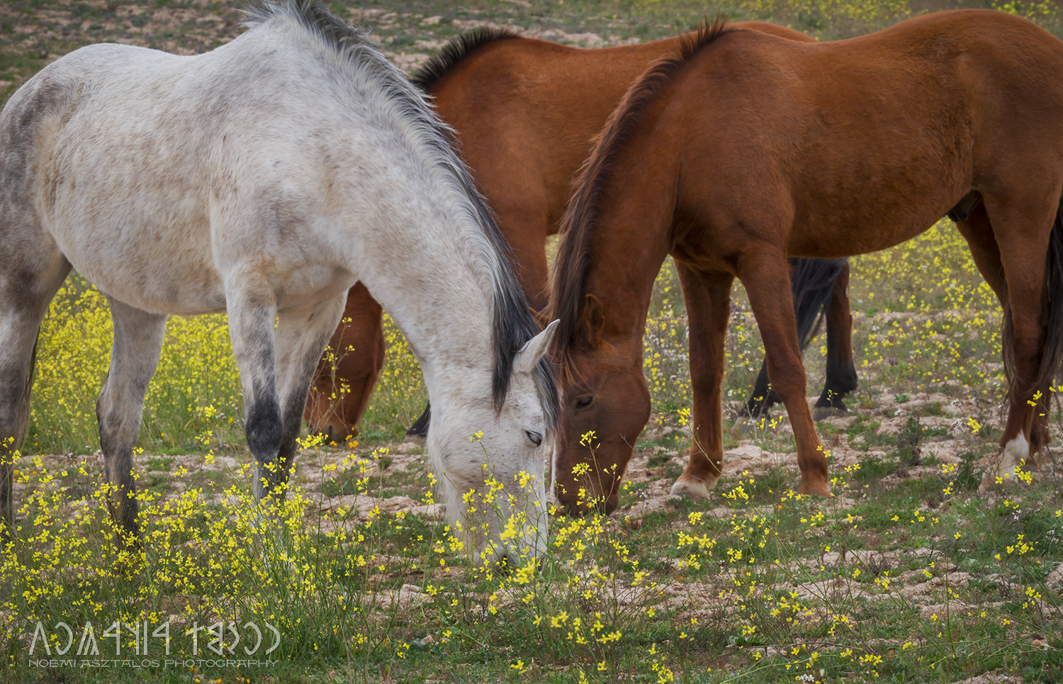 Canon EF 180mm F3.5L Macro USM sample photo. Horses photography