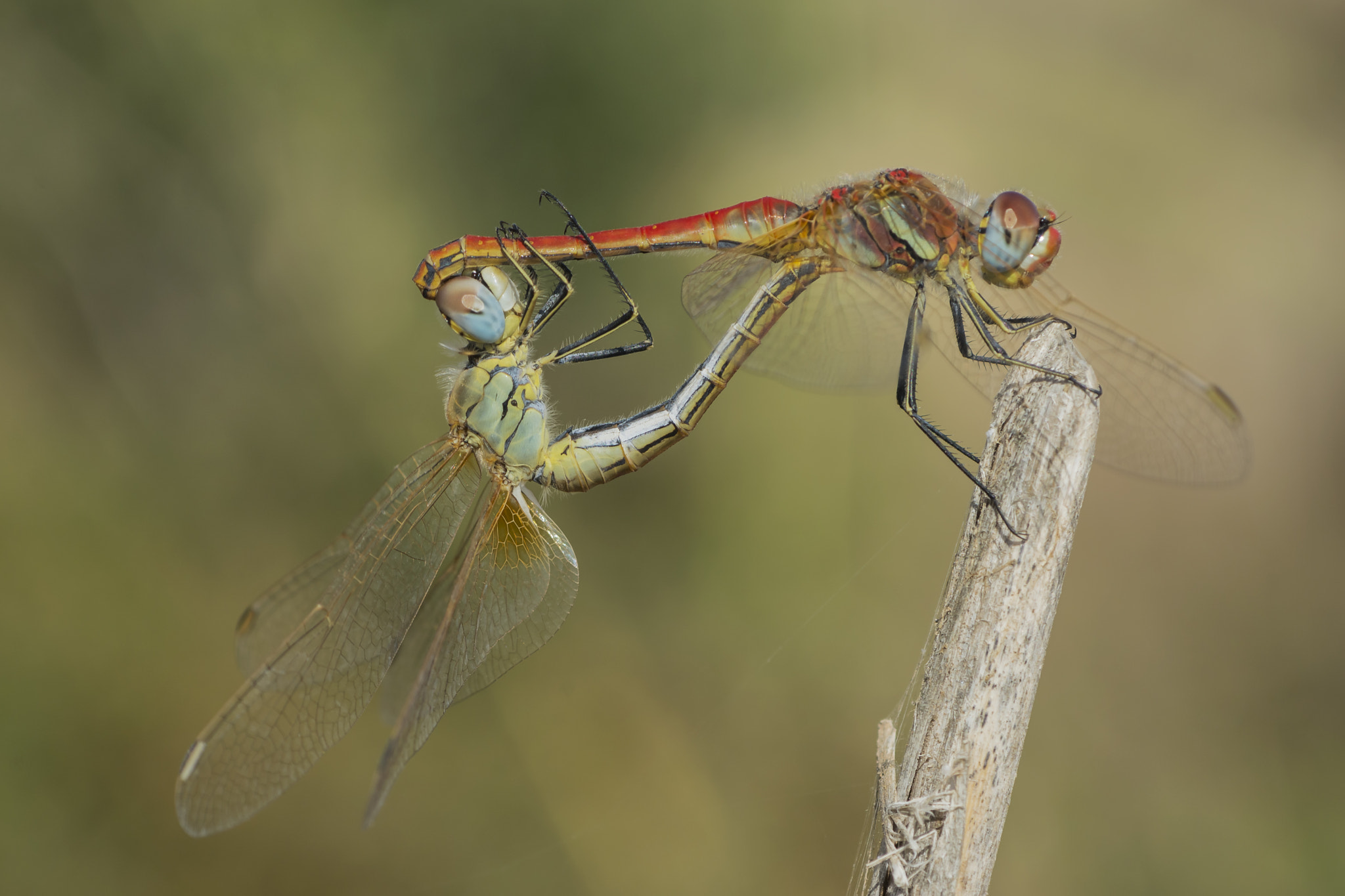 Nikon D7100 + AF Micro-Nikkor 60mm f/2.8 sample photo. Couple photography