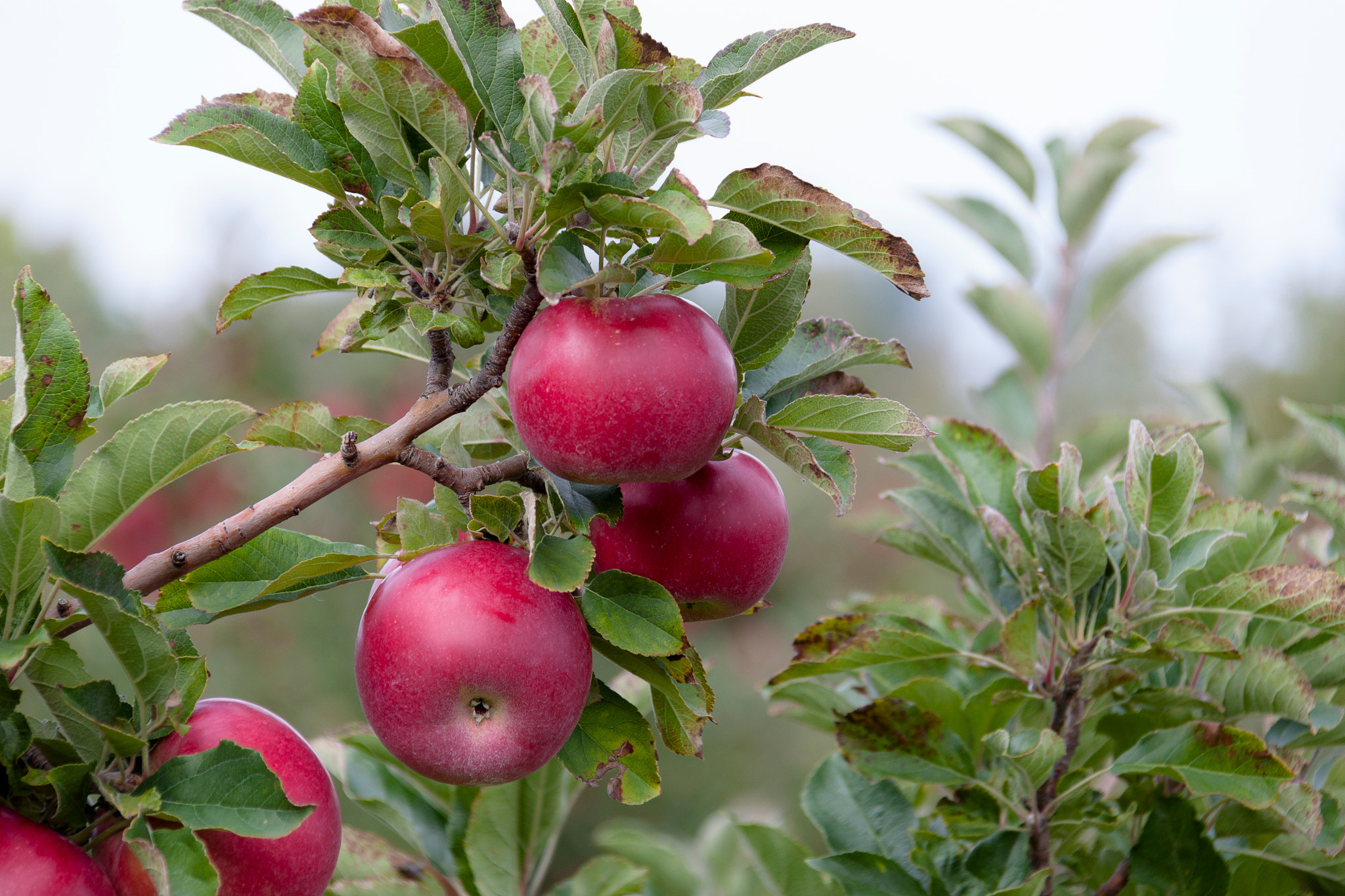 Canon EOS 500D (EOS Rebel T1i / EOS Kiss X3) sample photo. Delicious michigan apples photography