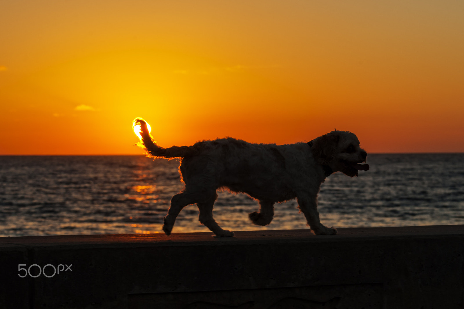 Nikon D700 + Nikon AF-S Nikkor 80-400mm F4.5-5.6G ED VR sample photo. Dog at sunset in carlsbad photography