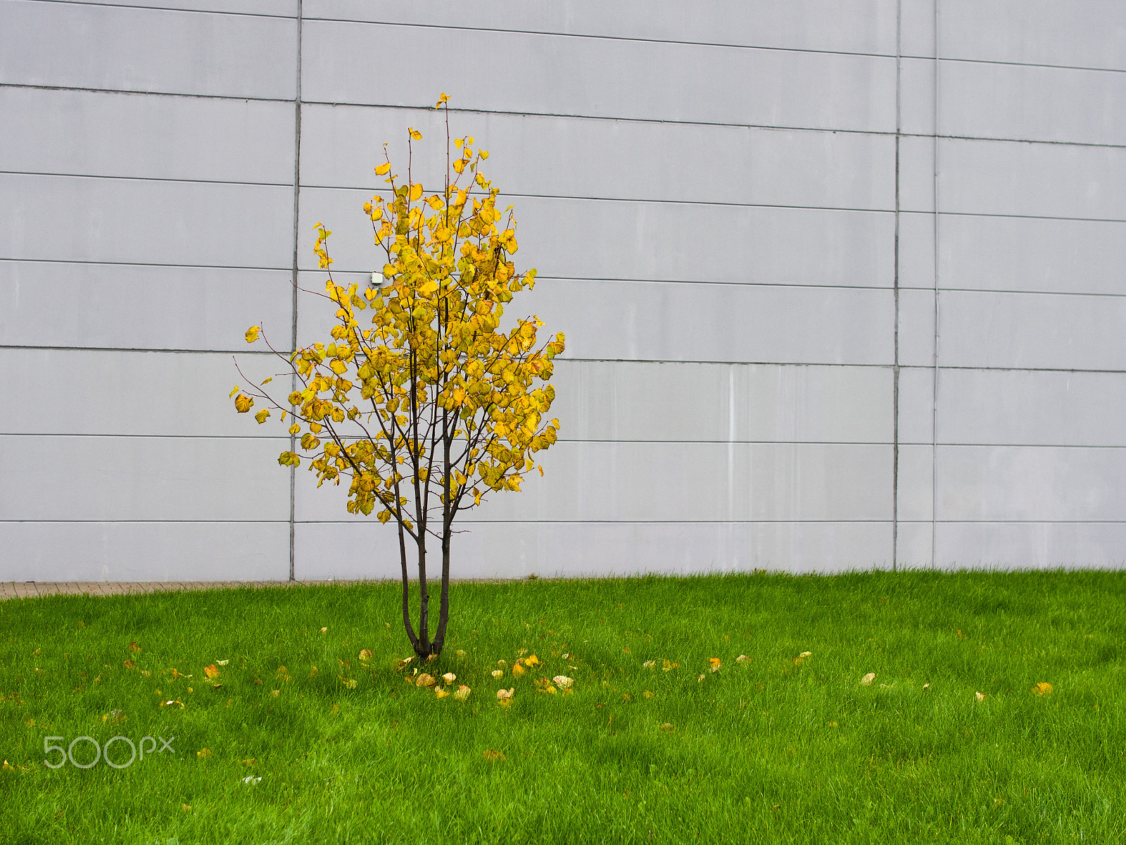 Olympus OM-D E-M5 + Sigma 30mm F1.4 DC DN | C sample photo. Yellow tree & gray wall photography