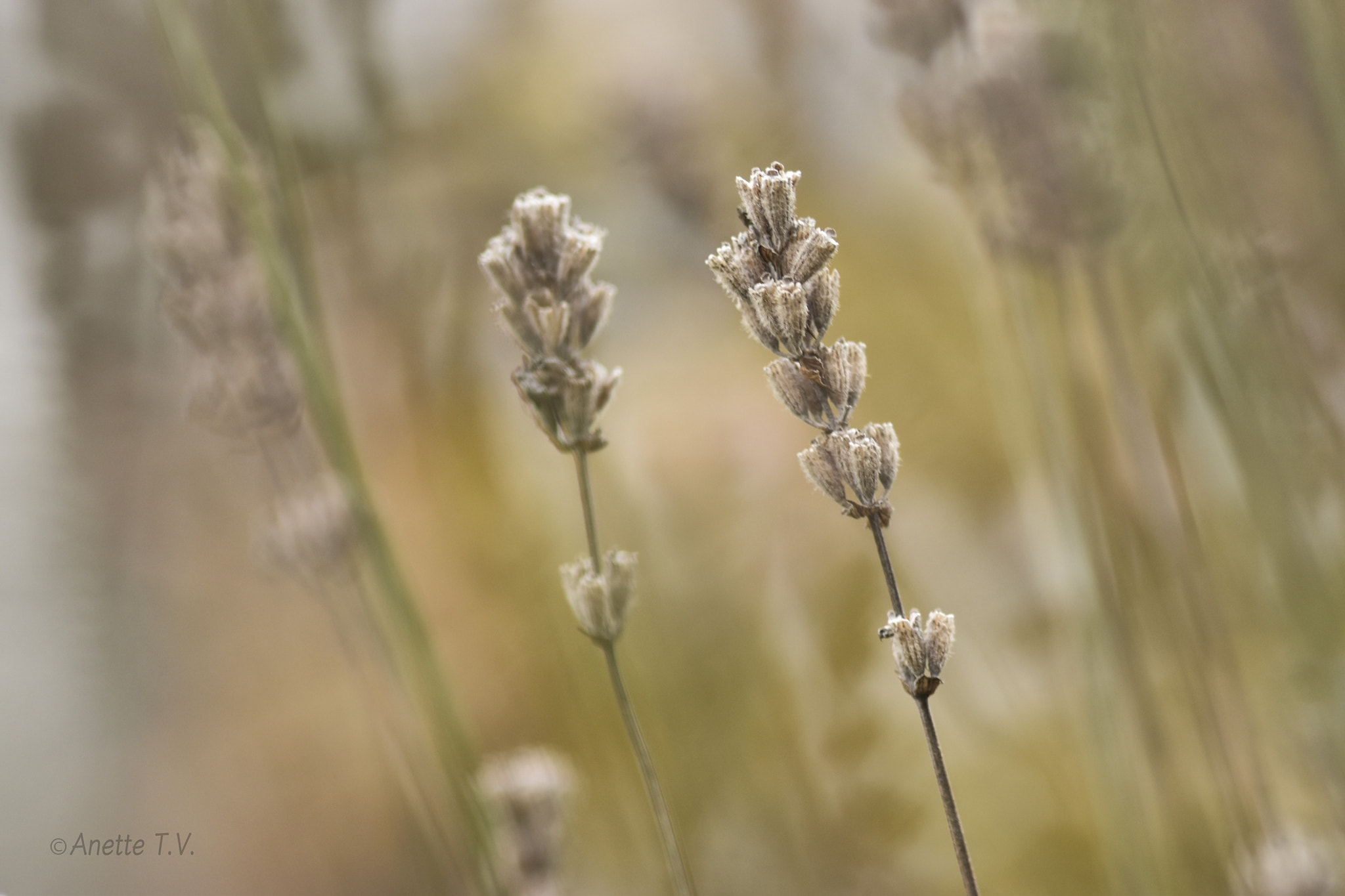 Nikon AF-S Micro-Nikkor 105mm F2.8G IF-ED VR sample photo. Faded lavender .. photography