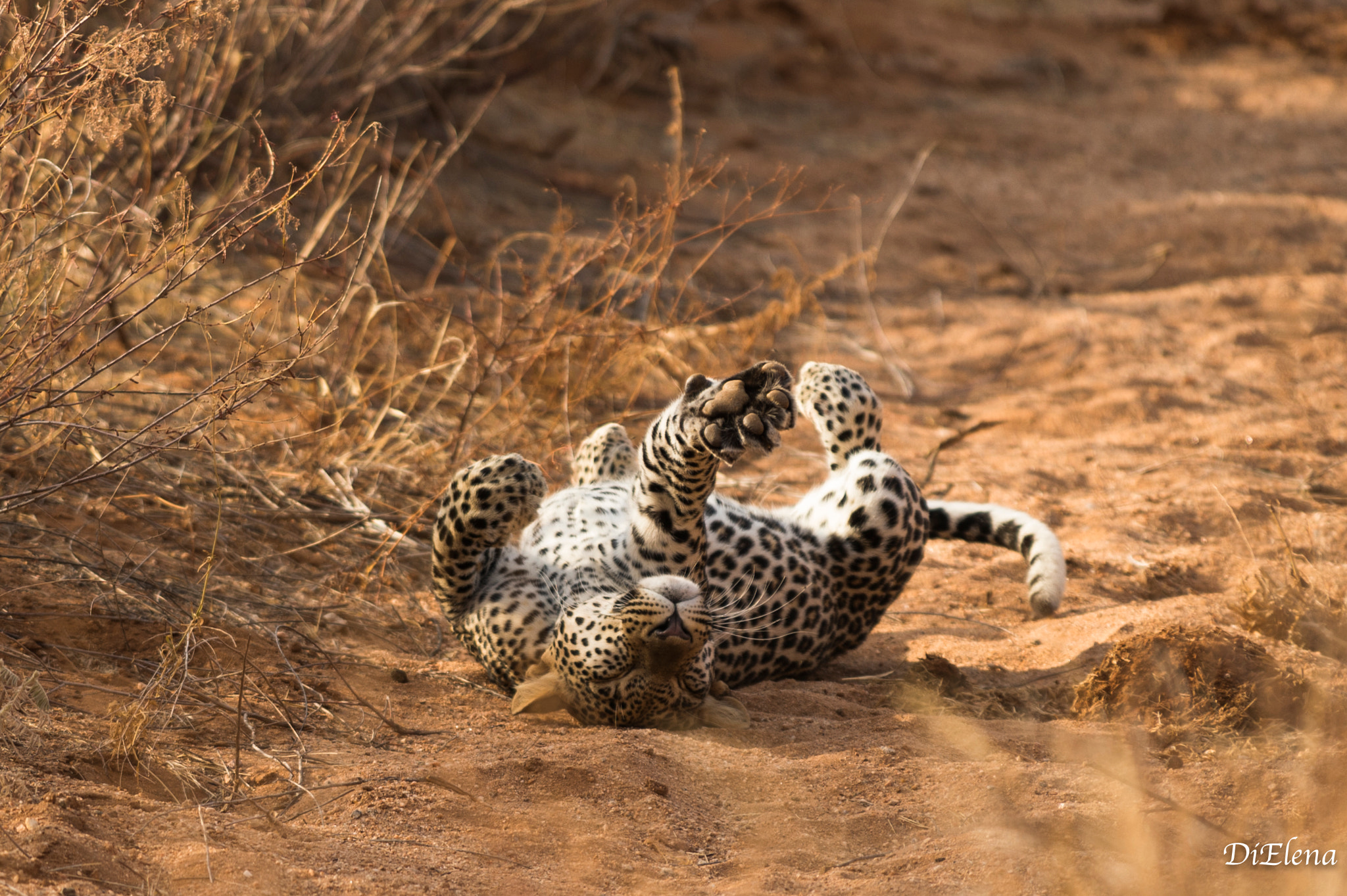 Nikon AF-S Nikkor 300mm F2.8G ED VR II sample photo. Leopard photography