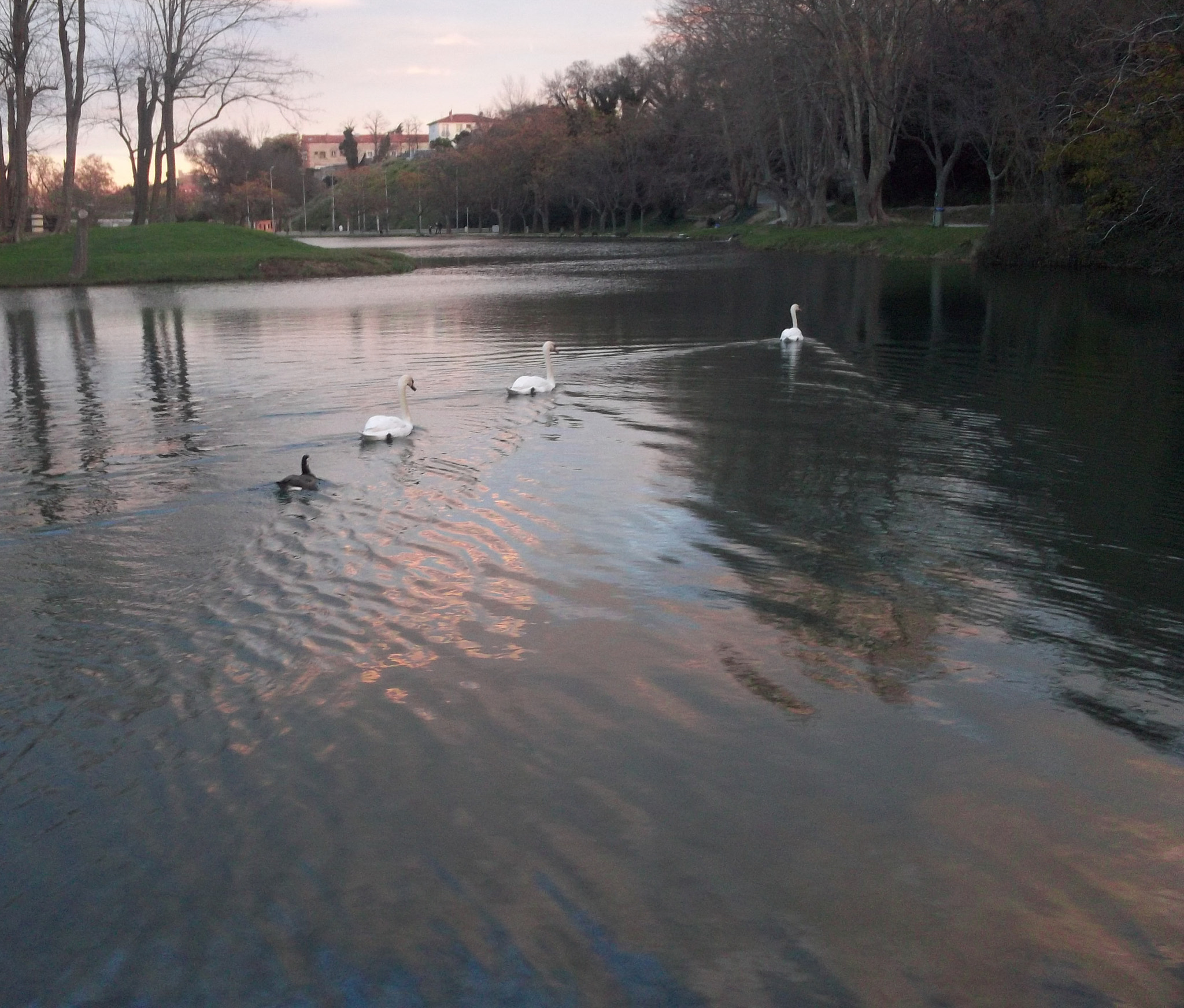 Kodak EASYSHARE SPORT CAMERA, C123 sample photo. Le lac des cygnes photography