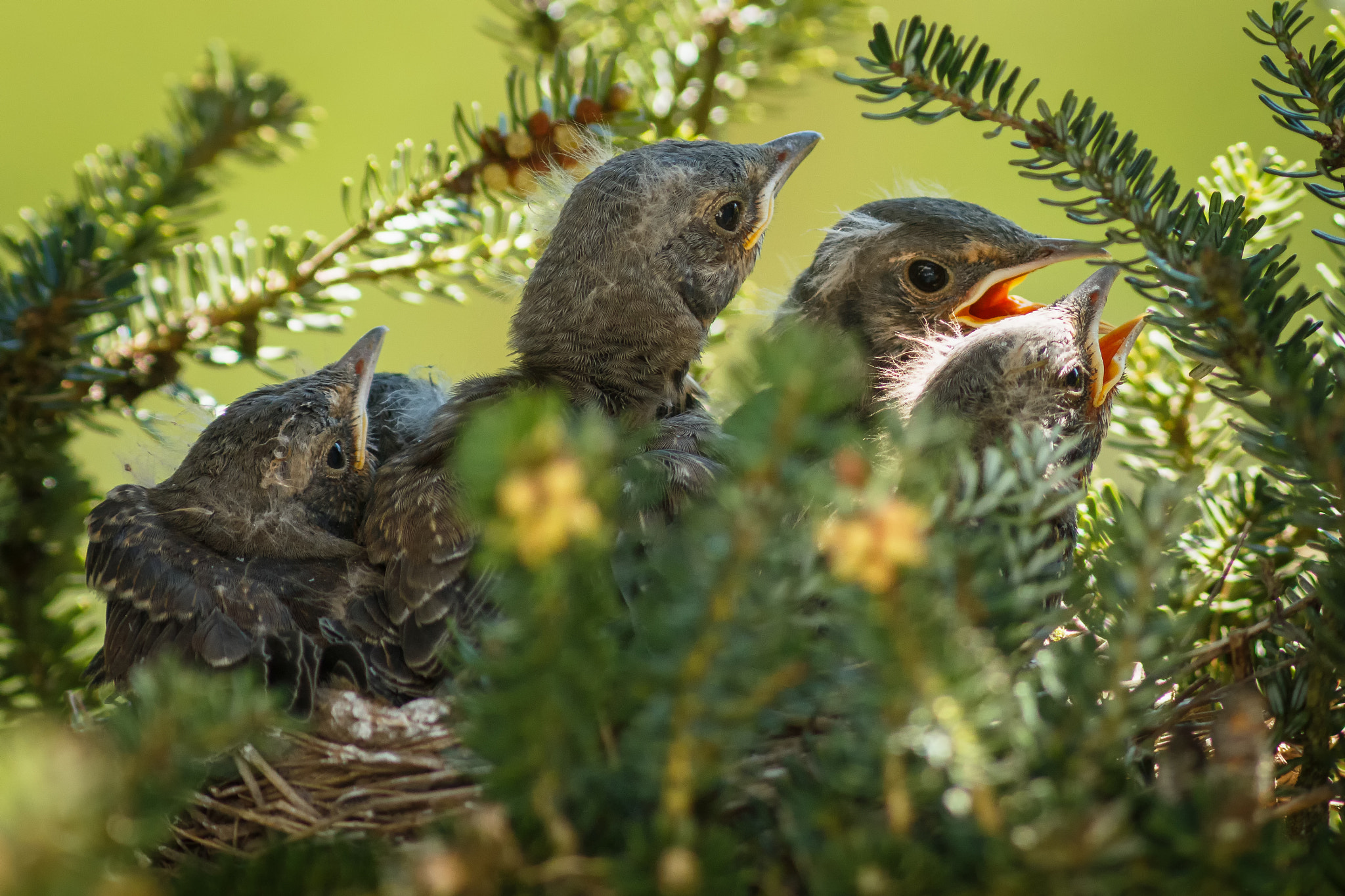 Canon EOS 70D + Canon EF 300mm F4L IS USM sample photo. Young fieldfare ii photography