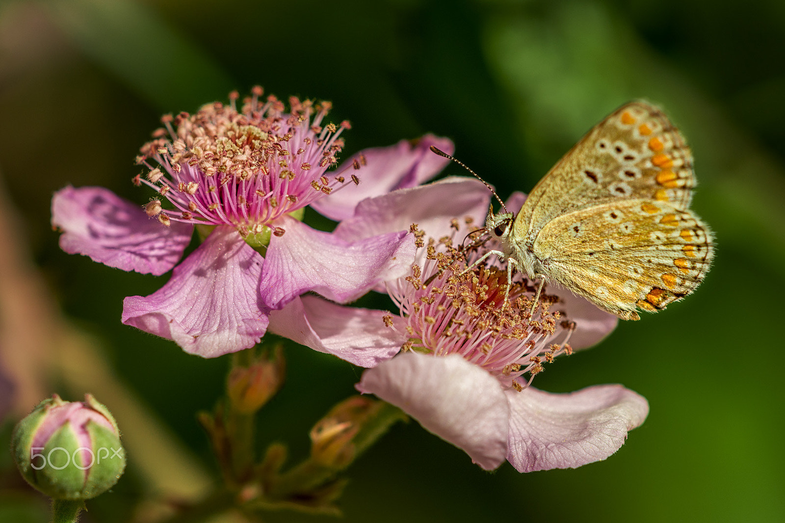 Sigma 150mm F2.8 EX DG Macro HSM sample photo. Love photography