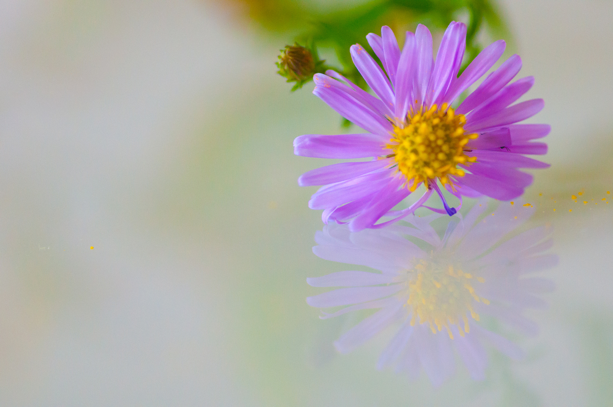 Nikon D90 + Tokina AT-X Pro 100mm F2.8 Macro sample photo. Violet photography