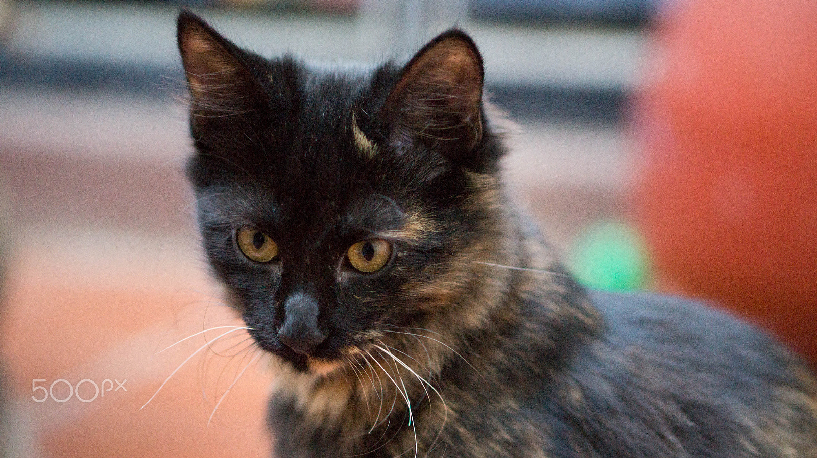 E 50mm F1.8 OSS sample photo. Chocotita photography