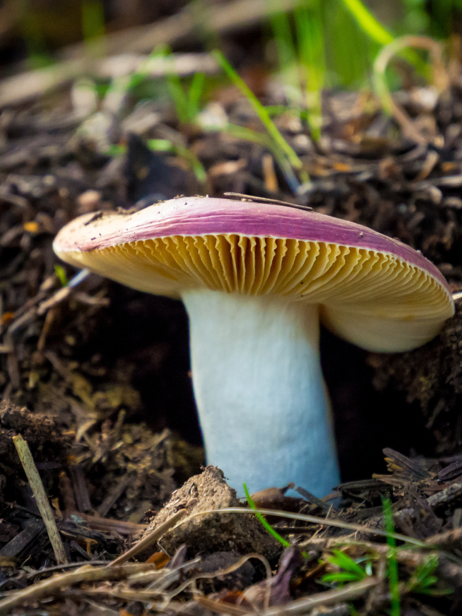 Olympus OM-D E-M10 sample photo. Little mushroom photography