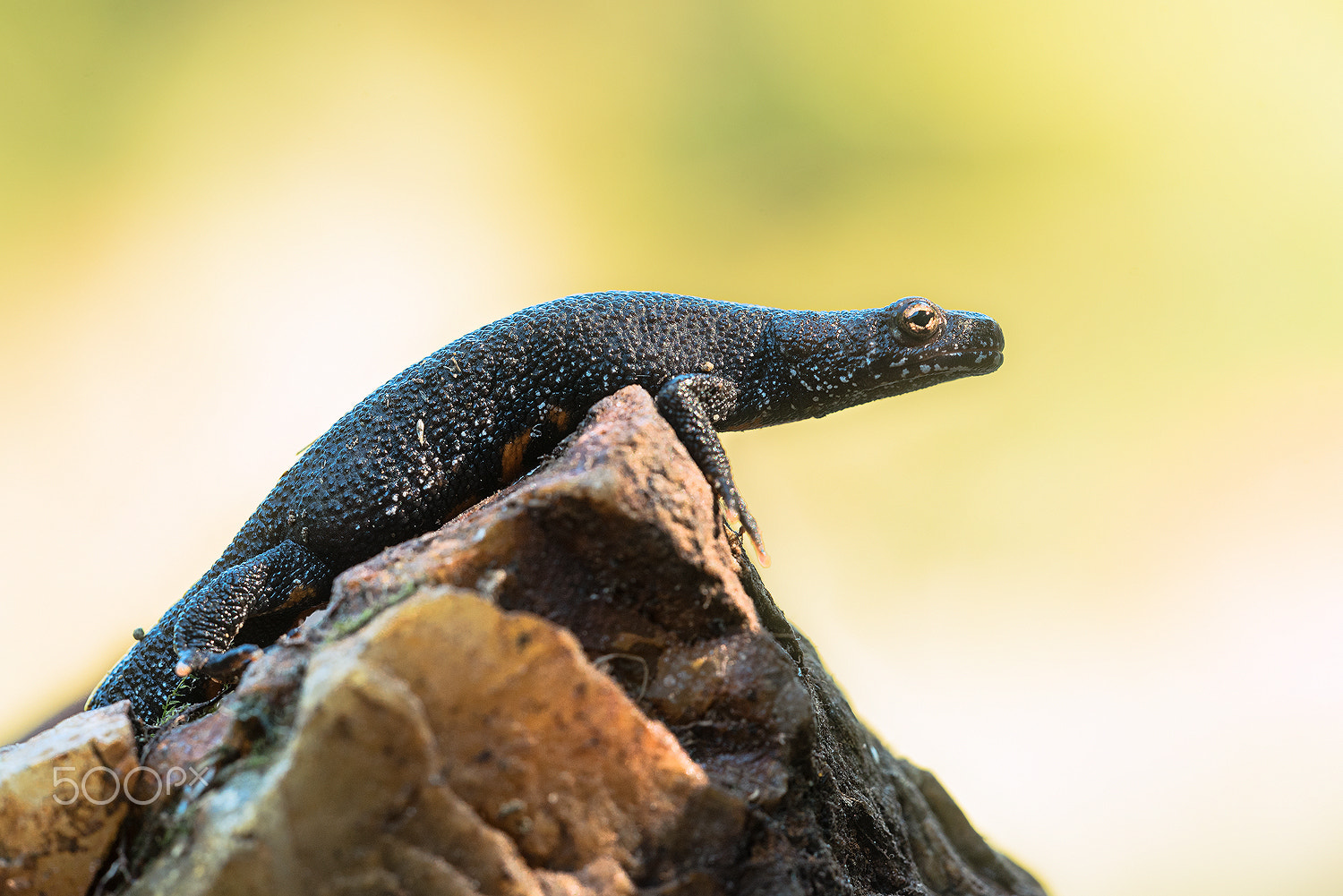 Sigma 150mm F2.8 EX DG Macro HSM sample photo. Crested newt photography