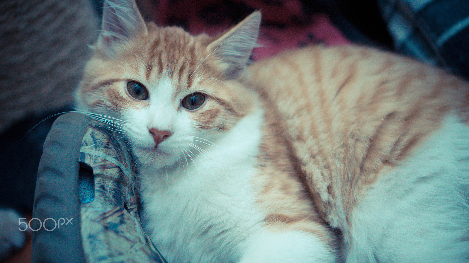 E 50mm F1.8 OSS sample photo. Cappuccino photography
