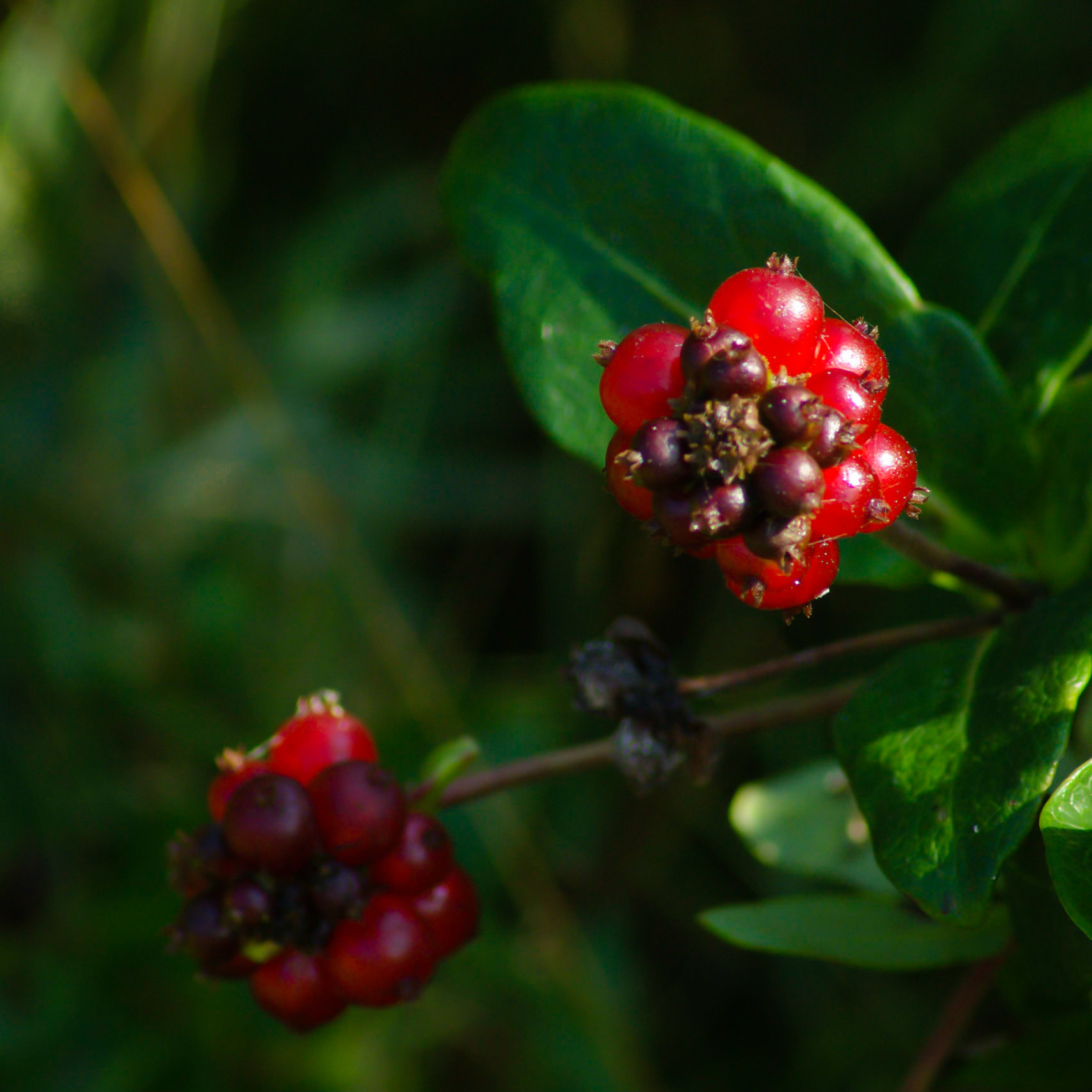 Pentax K10D sample photo. Bright red honeysuckle berries photography