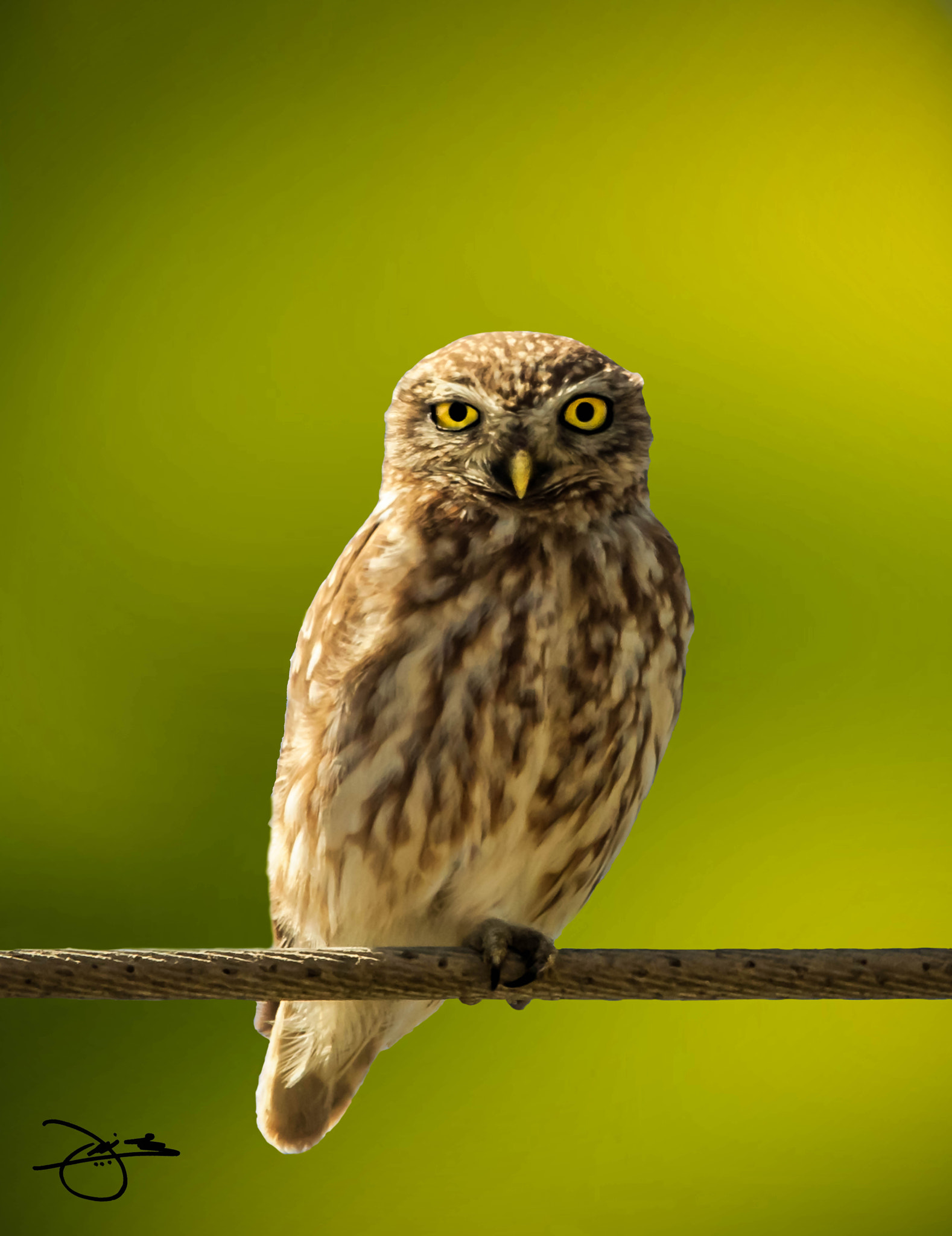 Sigma 150-500mm F5-6.3 DG OS HSM sample photo. Little owl  photography